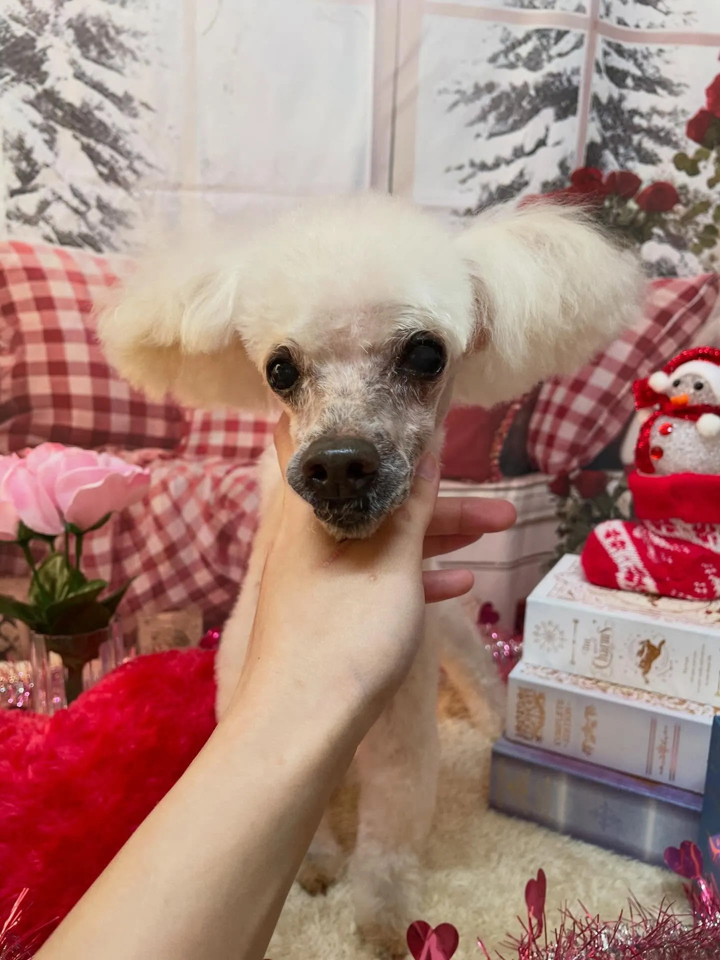 🍃2/28のトリミング🍃プードル🐶｜名東区・千種区・守山区の...