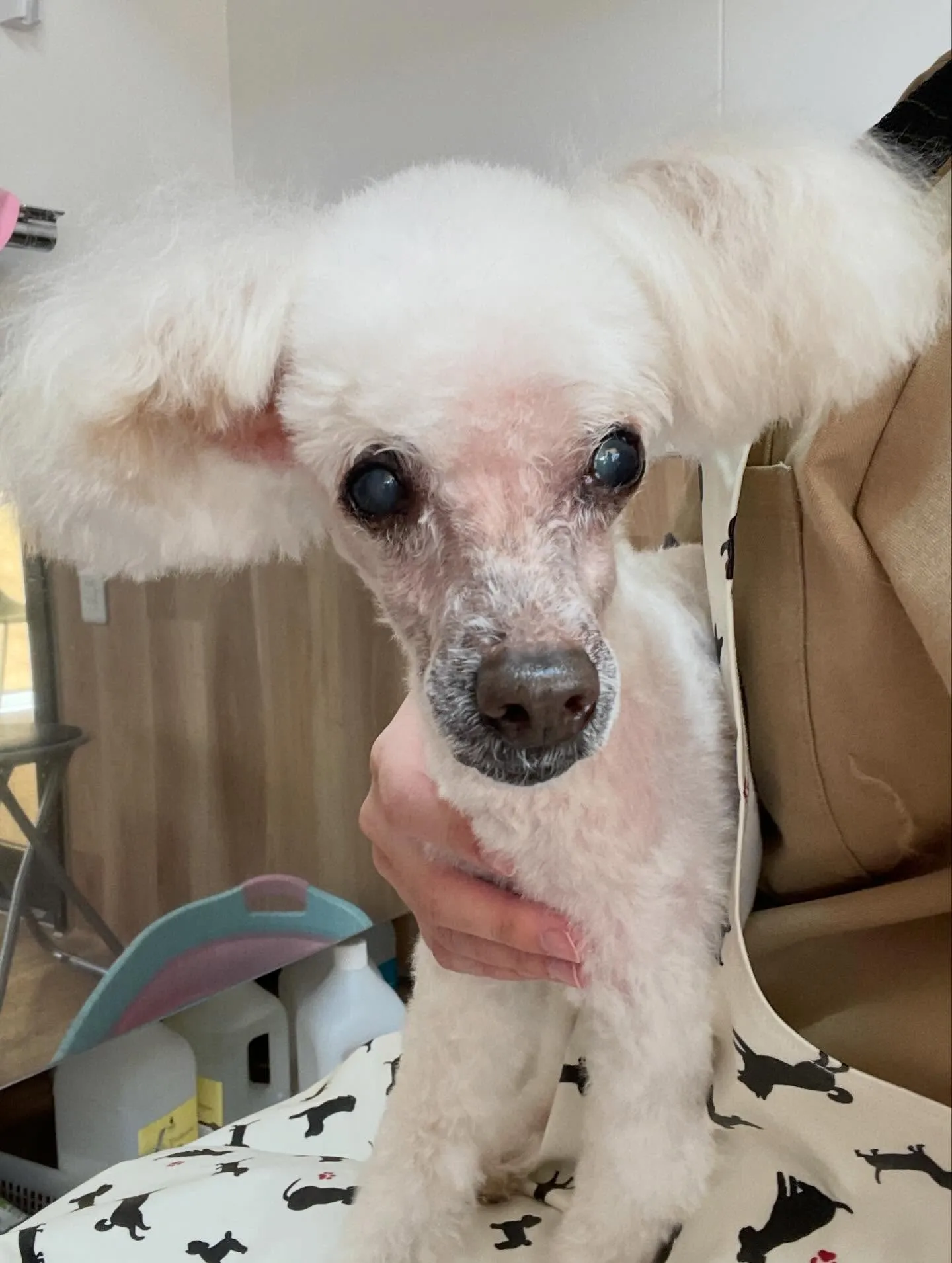 🍃2/28のトリミング🍃プードル🐶｜名東区・千種区・守山区の...