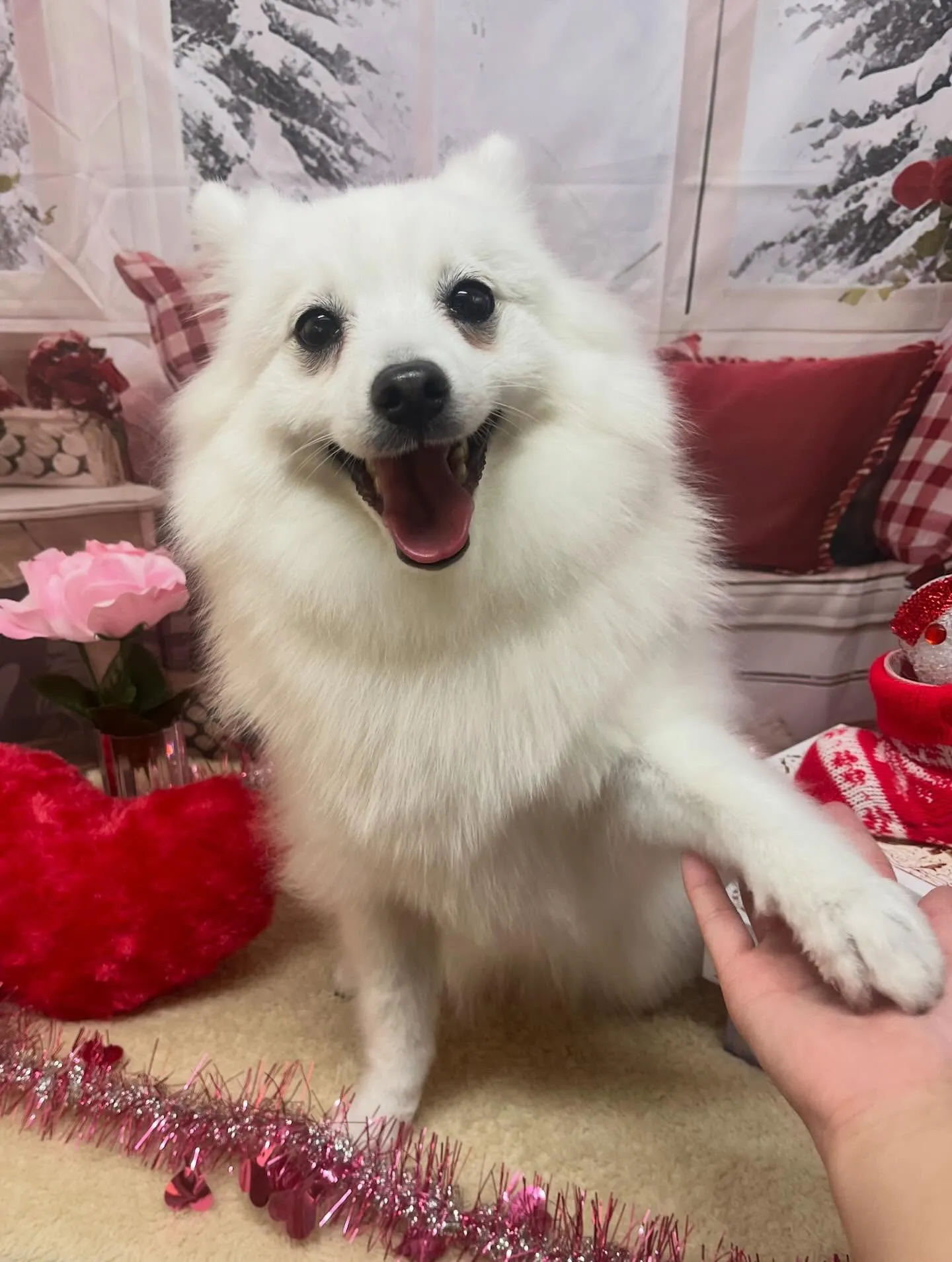 🍃2/28のトリミング🍃日本スピッツ🐶｜名東区・千種区・守山...