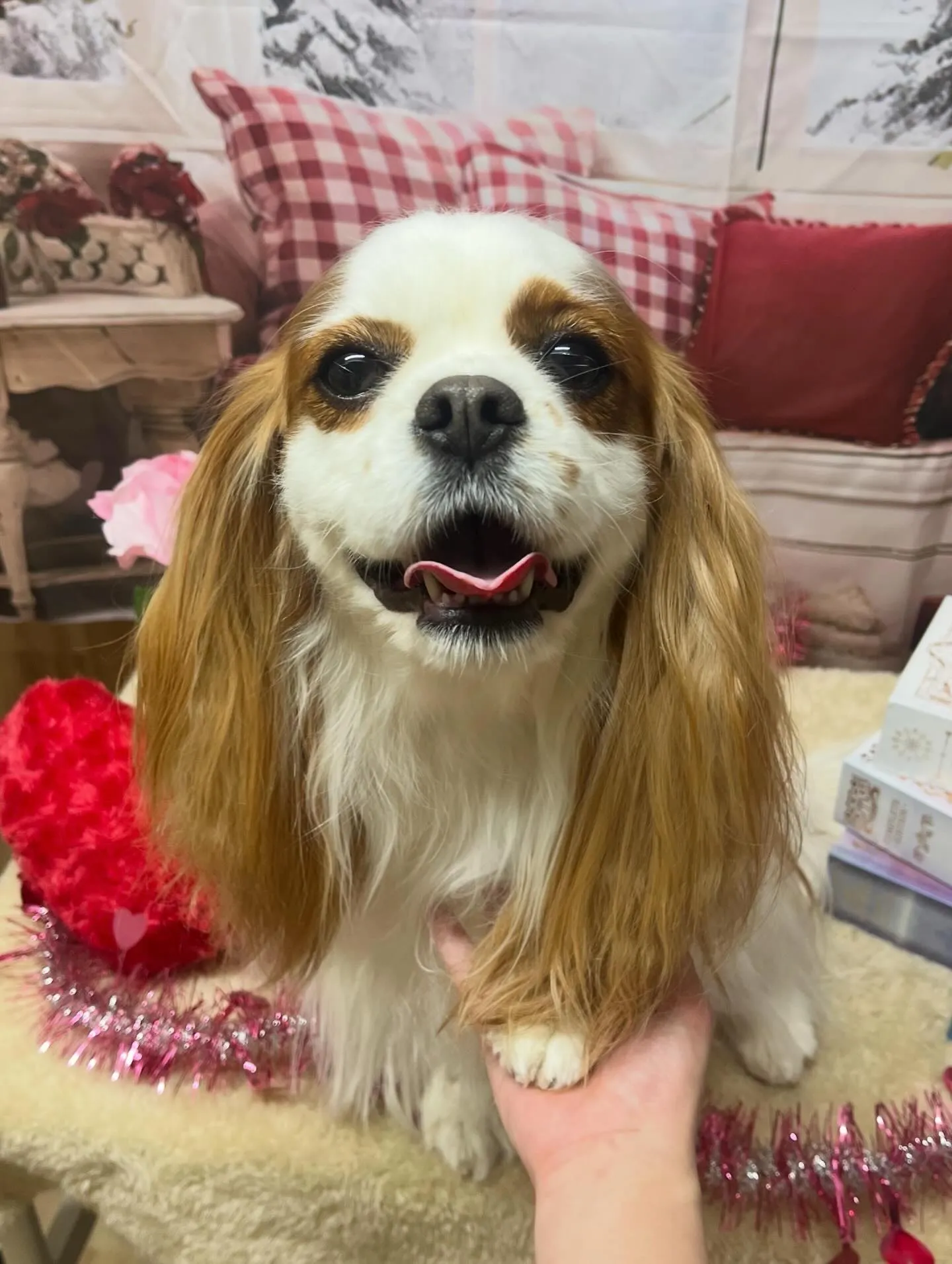 🍃2/28のトリミング🍃キャバリア🐶｜名東区・千種区・守山区...