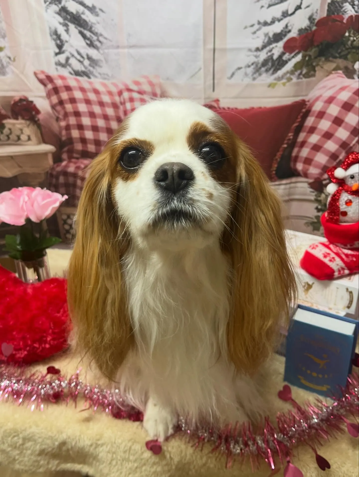 🍃2/28のトリミング🍃キャバリア🐶｜名東区・千種区・守山区...