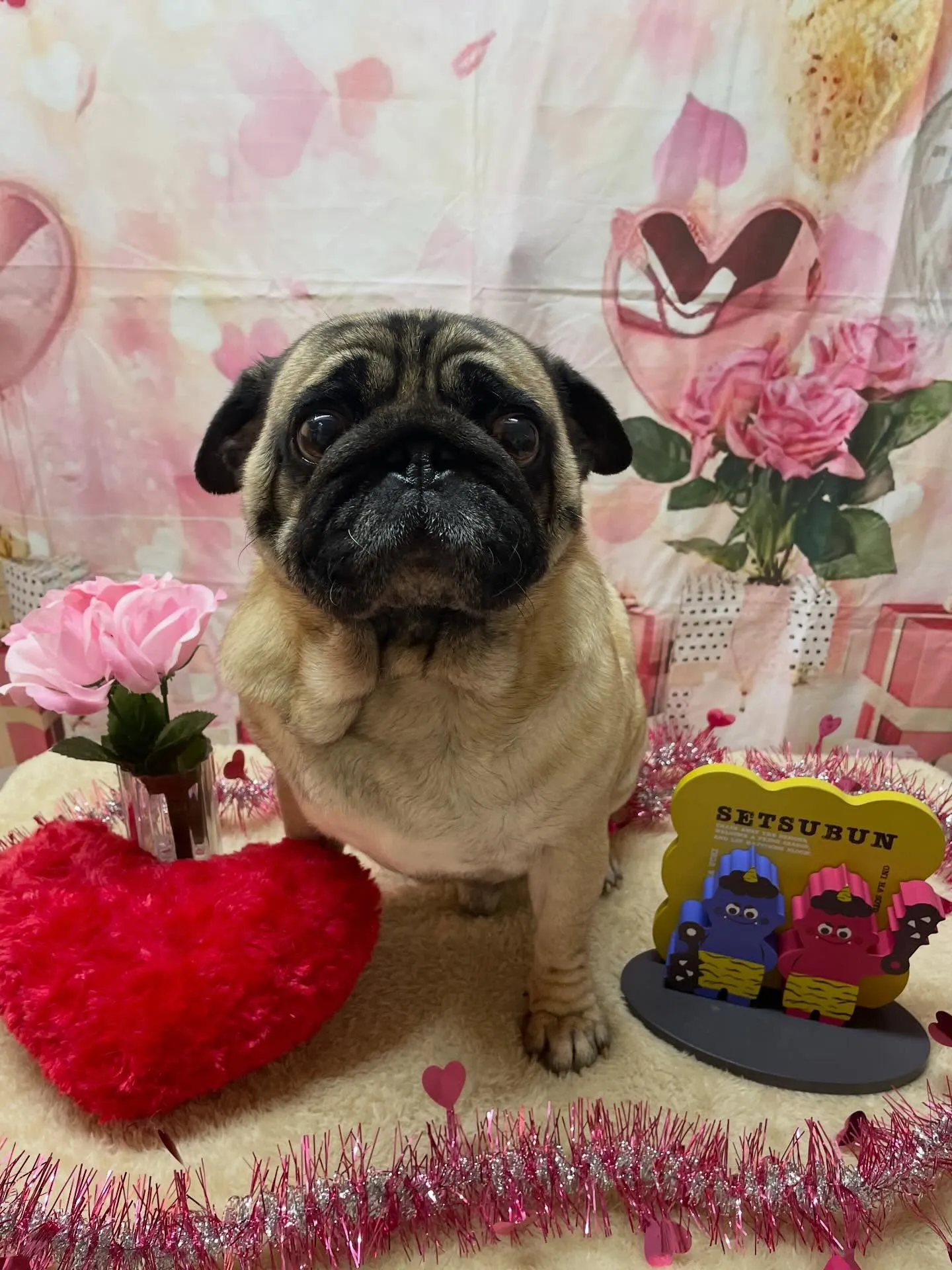 🍃ホテル中のトリミング🍃パグ🐶｜名東区・千種区・守山区の動物...