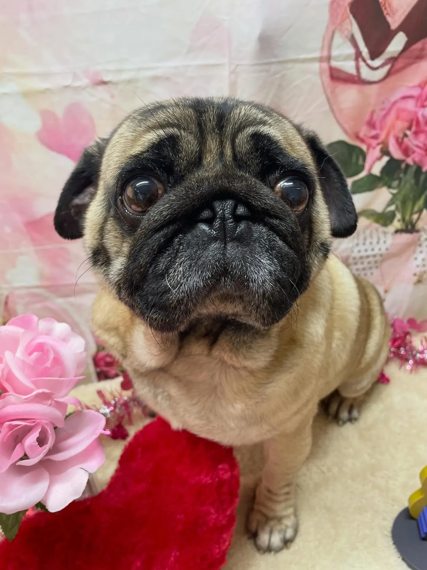 🍃ホテル中のトリミング🍃パグ🐶｜名東区・千種区・守山区の動物...