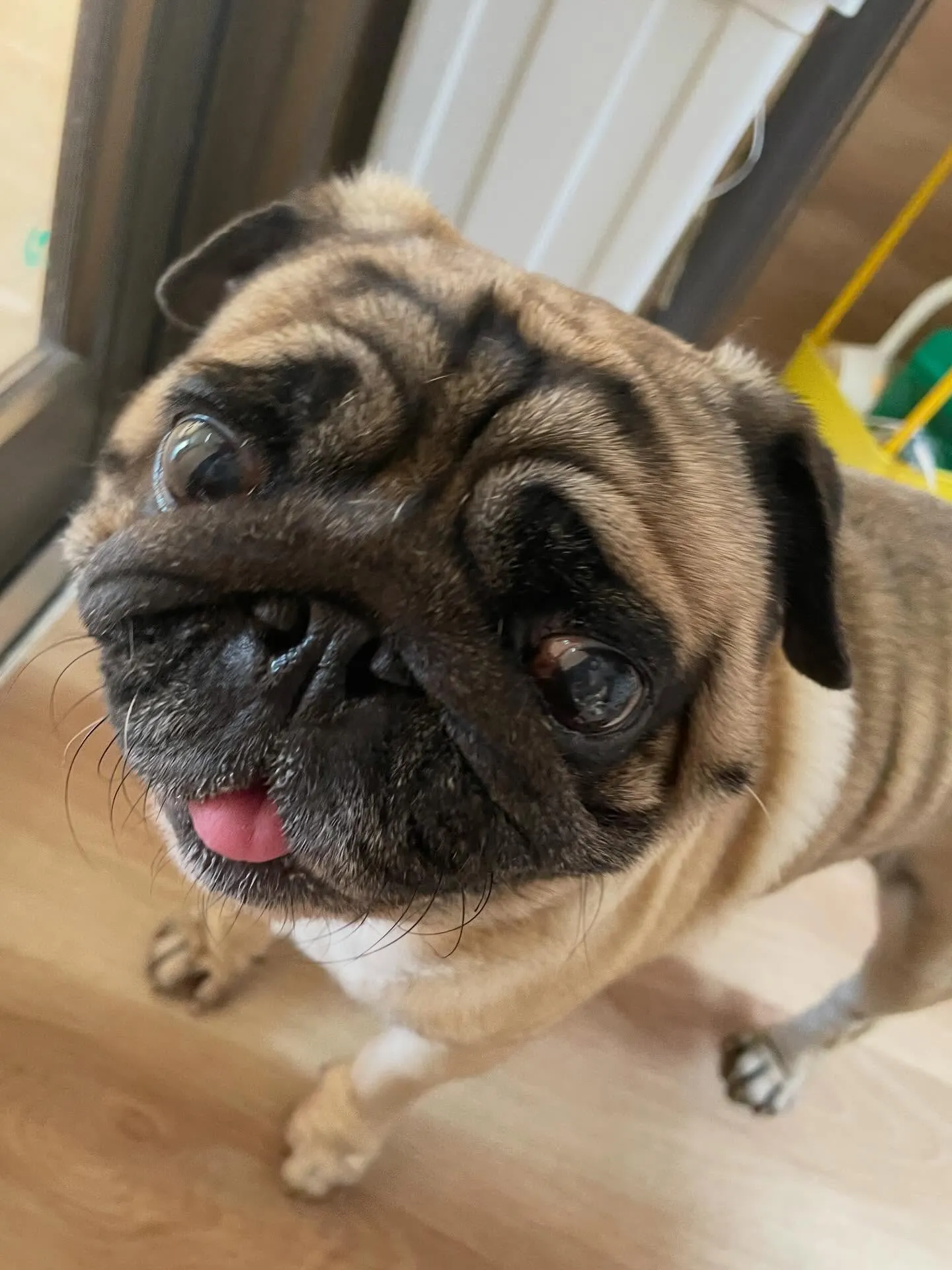 🍃ホテル中のトリミング🍃パグ🐶｜名東区・千種区・守山区の動物...