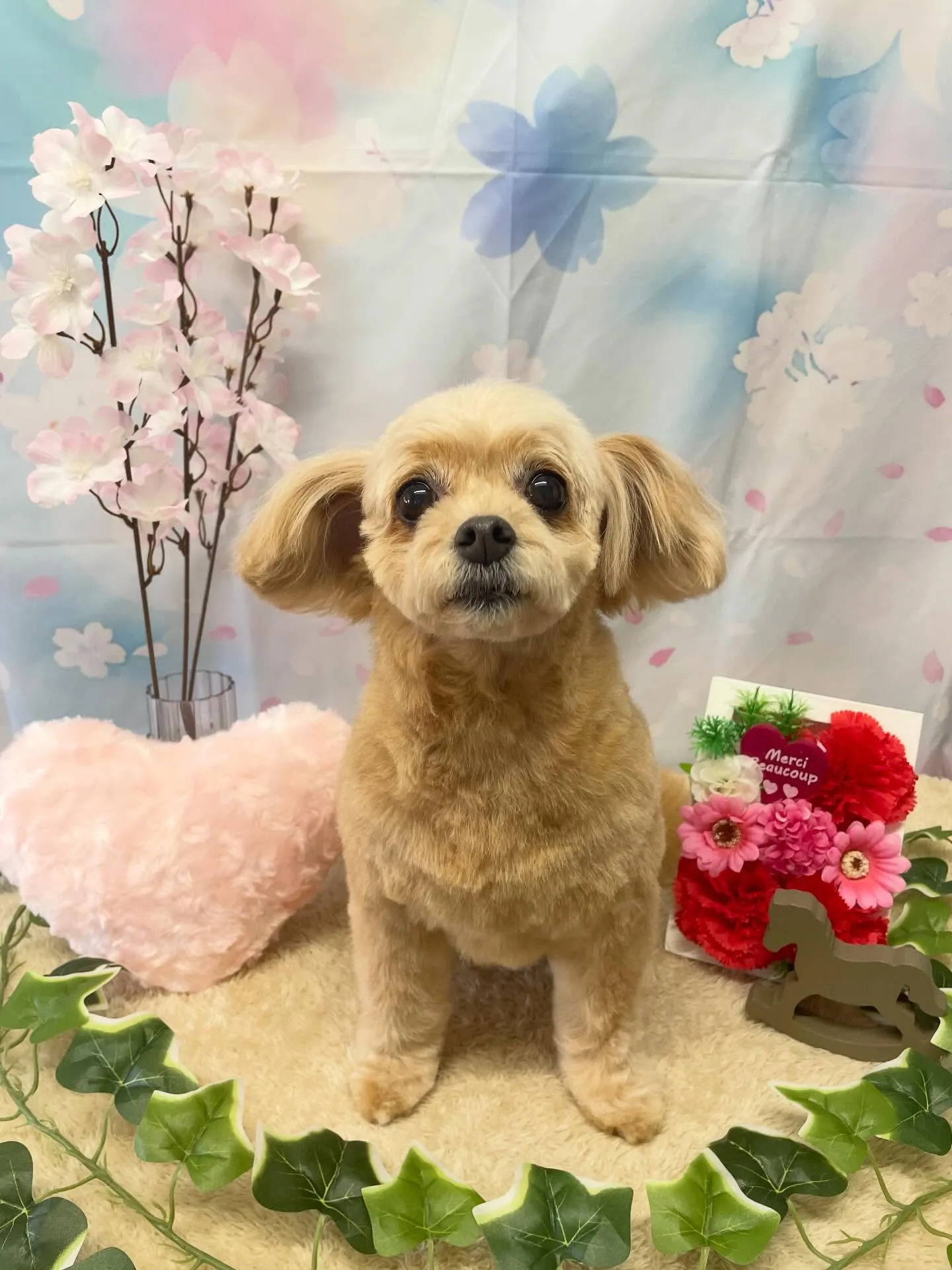 🍃3/1のトリミング🍃ミックス犬🐶｜名東区・千種区・守山区の...