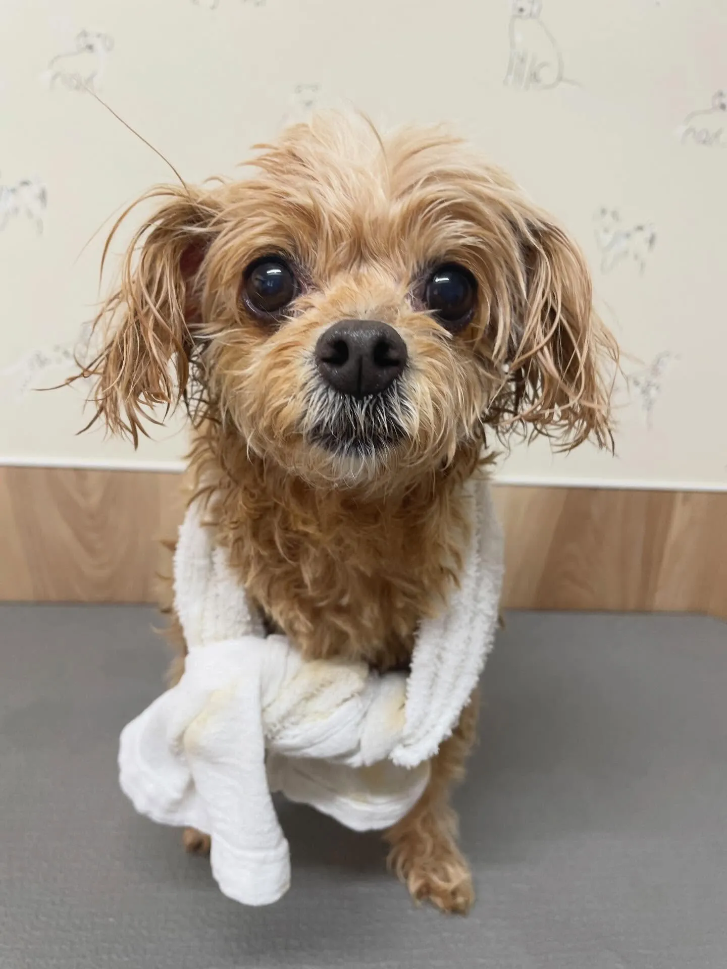 🍃3/1のトリミング🍃ミックス犬🐶｜名東区・千種区・守山区の...