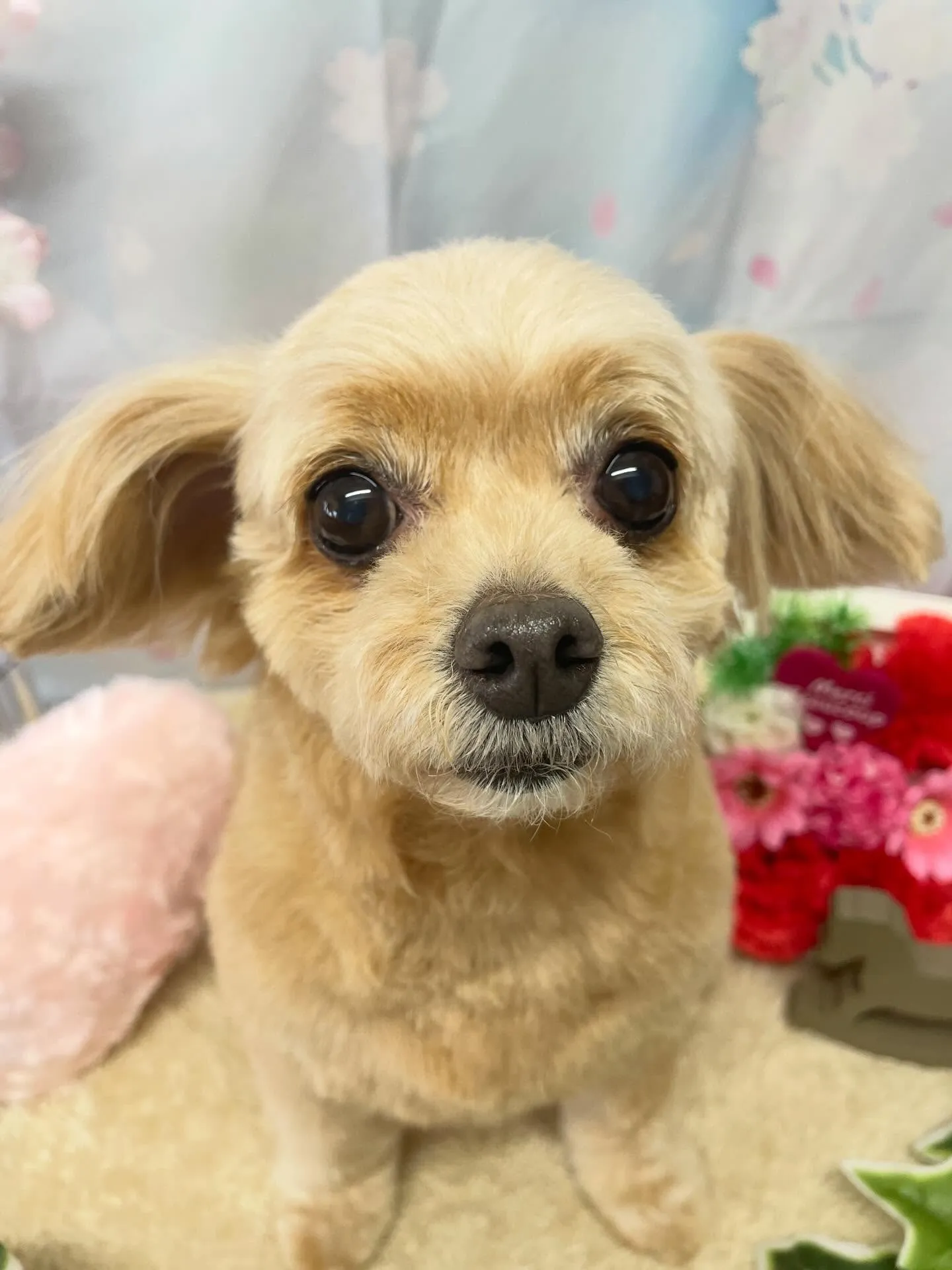 🍃3/1のトリミング🍃ミックス犬🐶｜名東区・千種区・守山区の...