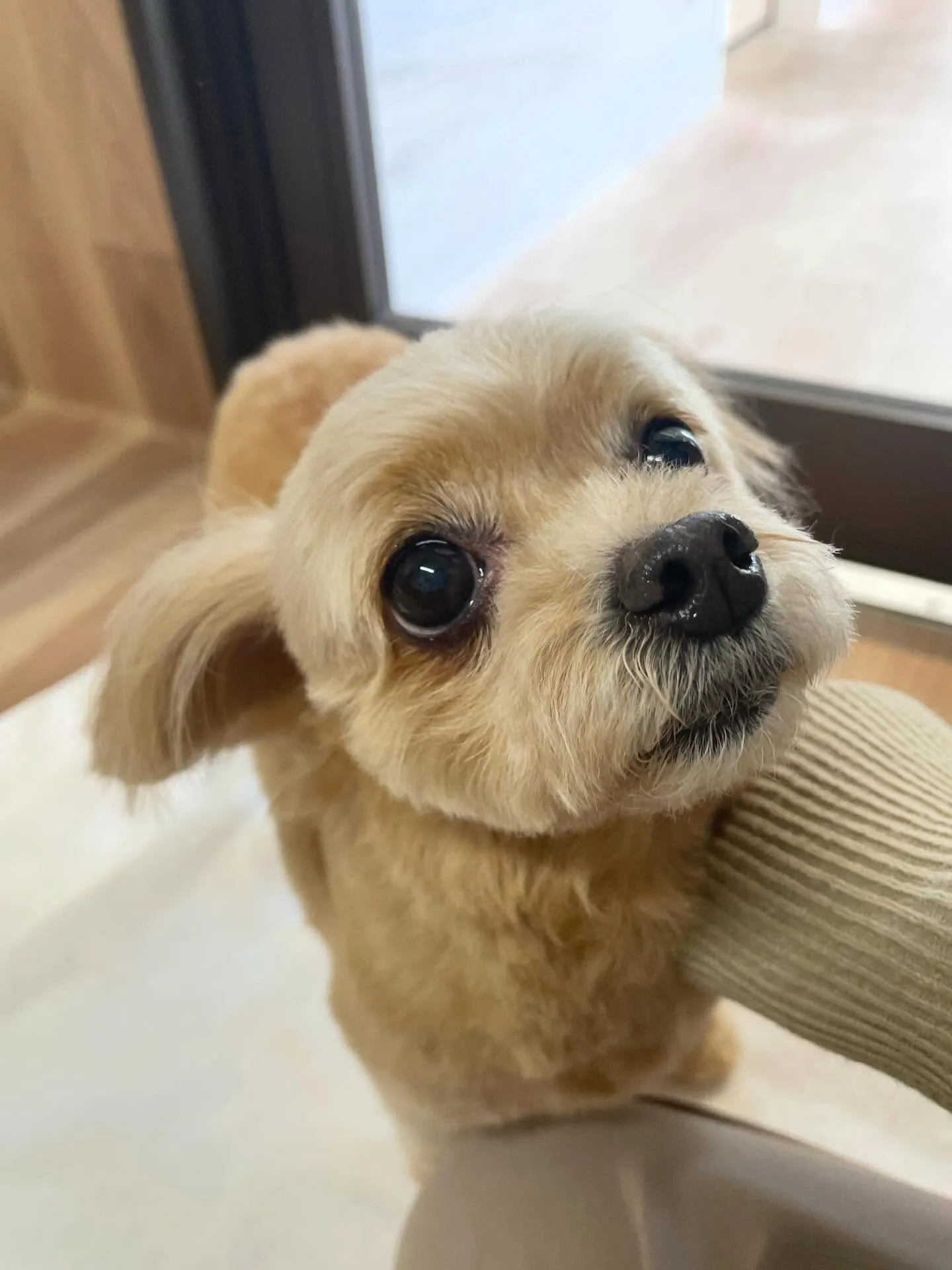 🍃3/1のトリミング🍃ミックス犬🐶｜名東区・千種区・守山区の...