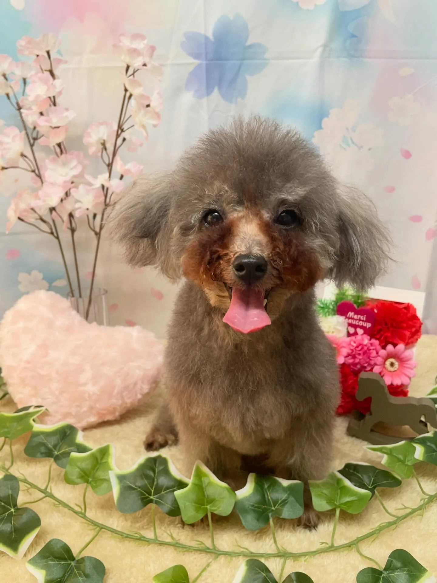 🍃3/1のトリミング🍃プードル🐶｜名東区・千種区・守山区の動...