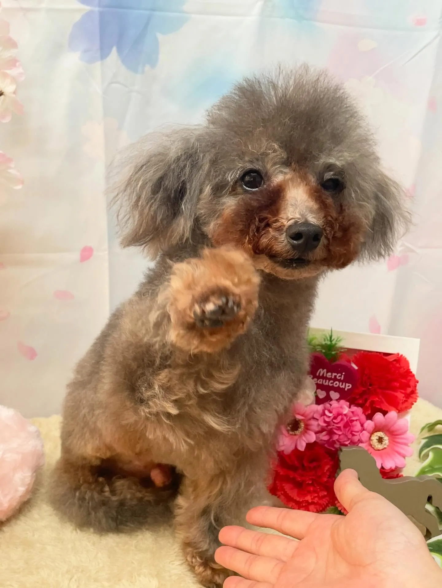 🍃3/1のトリミング🍃プードル🐶｜名東区・千種区・守山区の動...