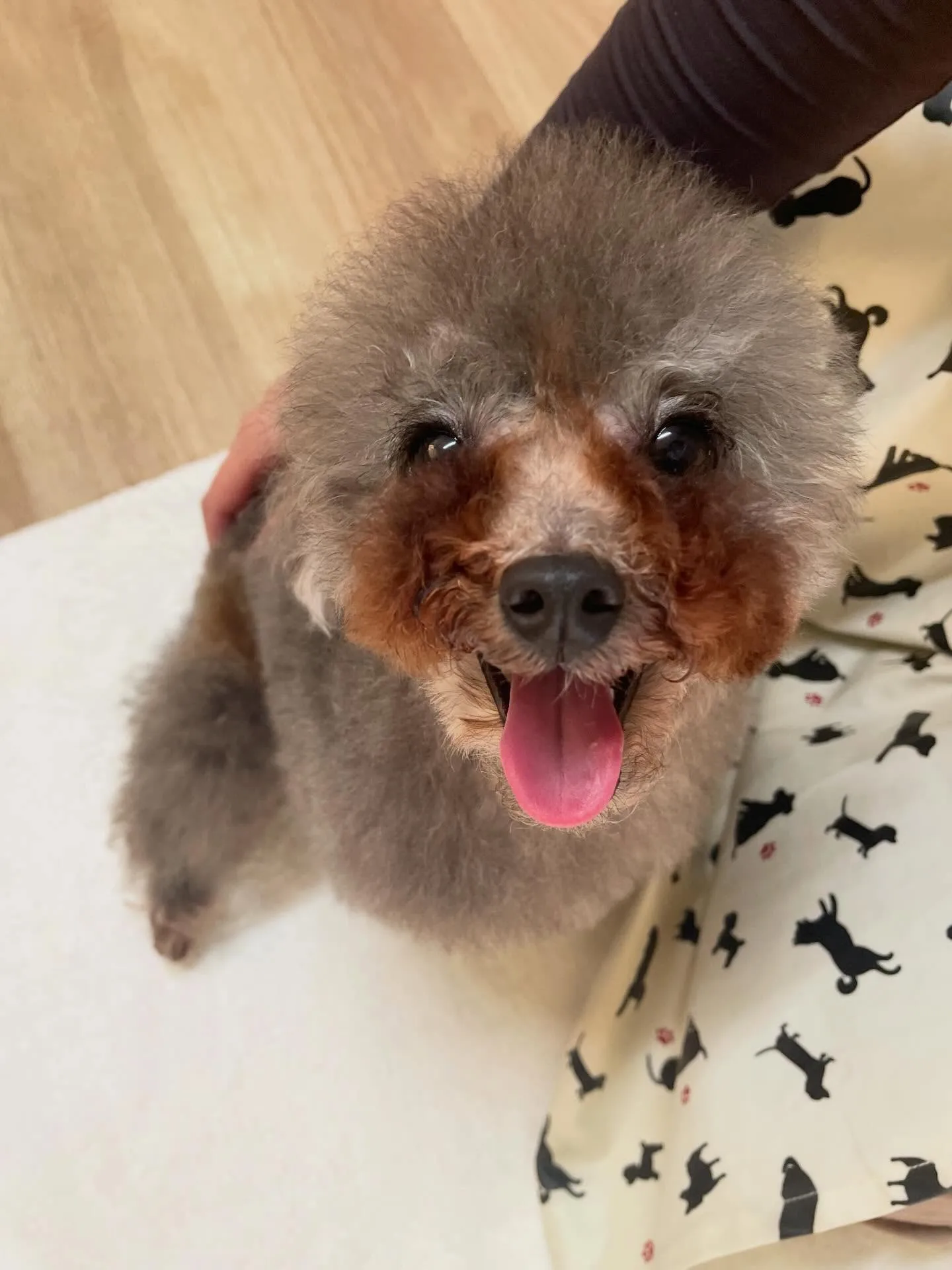 🍃3/1のトリミング🍃プードル🐶｜名東区・千種区・守山区の動...