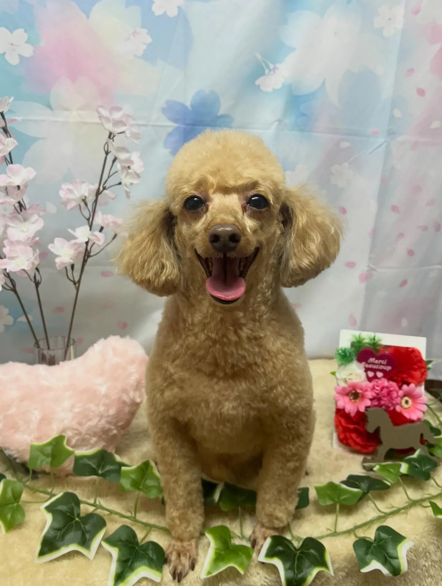 🍃3/1のトリミング🍃プードル🐶｜名東区・千種区・守山区の動...