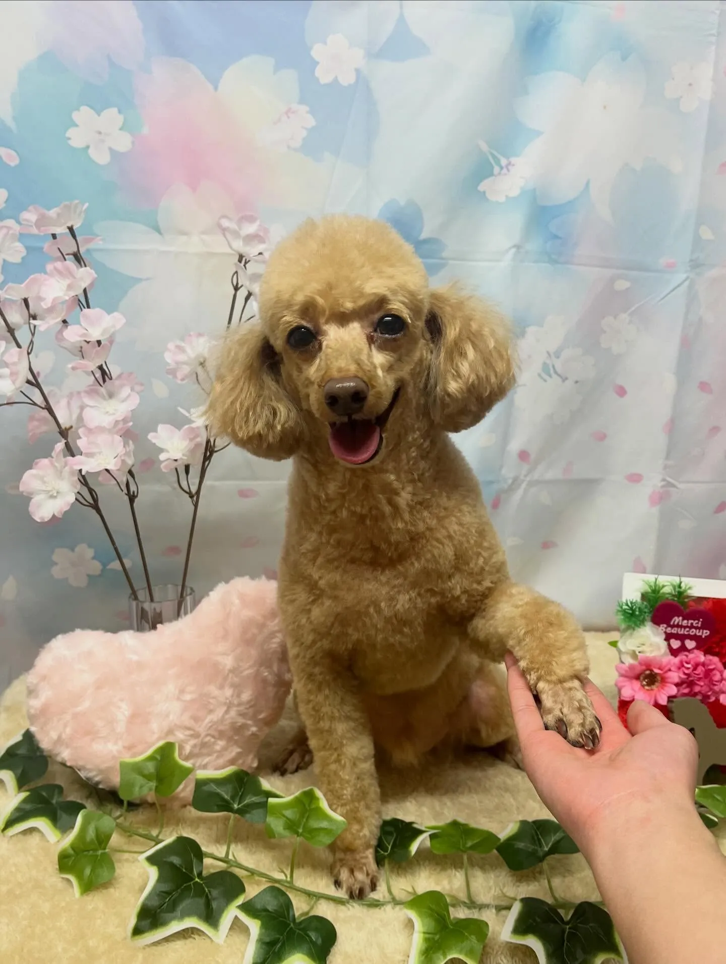 🍃3/1のトリミング🍃プードル🐶｜名東区・千種区・守山区の動...