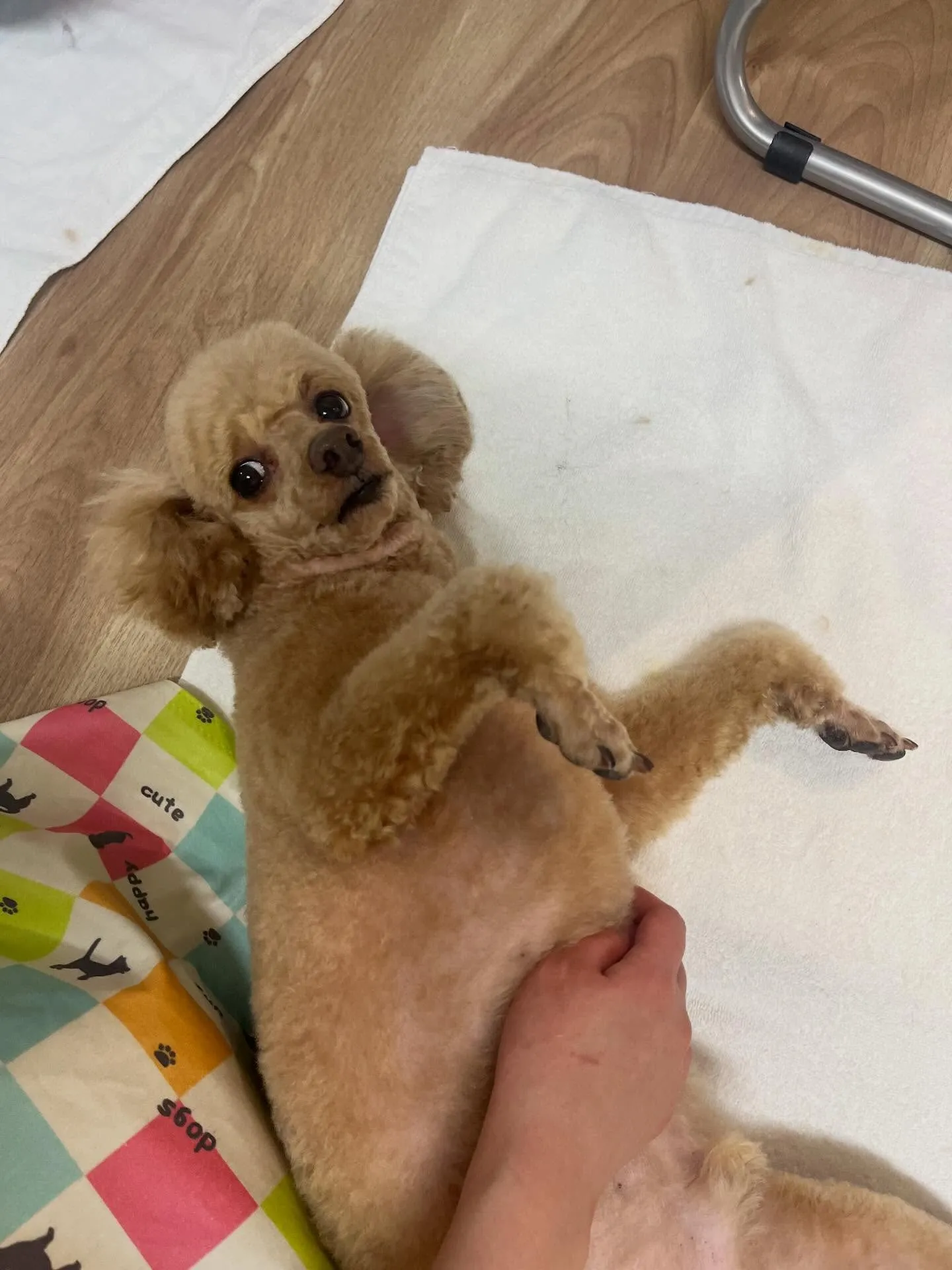 🍃3/1のトリミング🍃プードル🐶｜名東区・千種区・守山区の動...