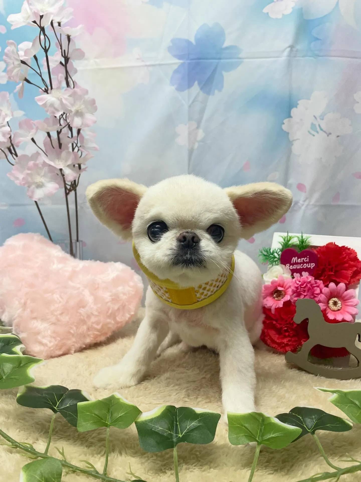 🍃3/3のトリミング🍃ミックス犬🐶｜名東区・千種区・守山区の...