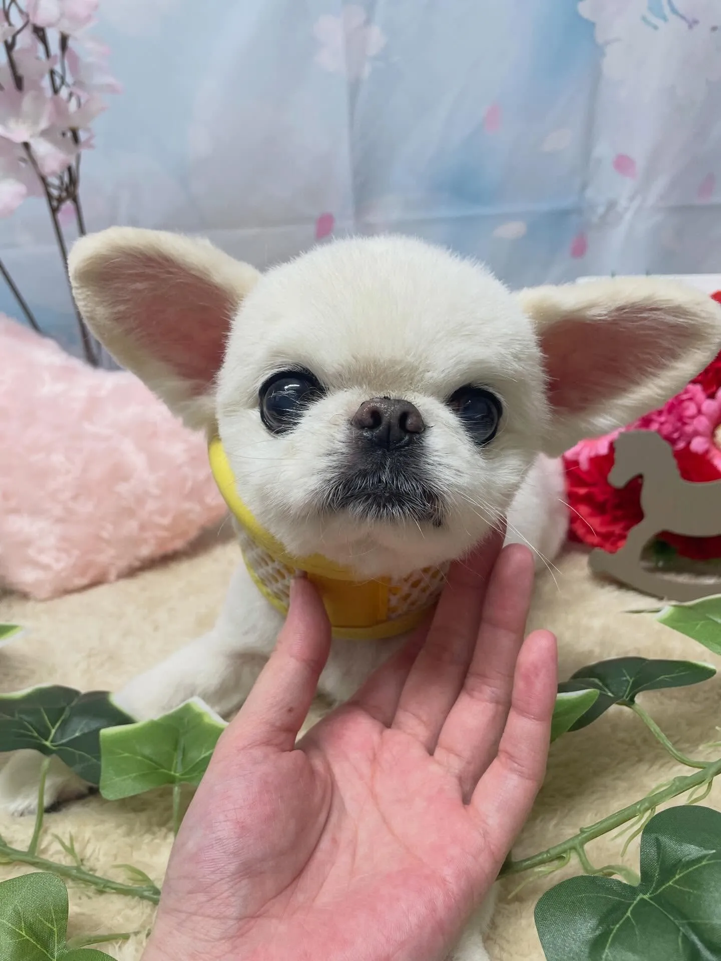 🍃3/3のトリミング🍃ミックス犬🐶｜名東区・千種区・守山区の...