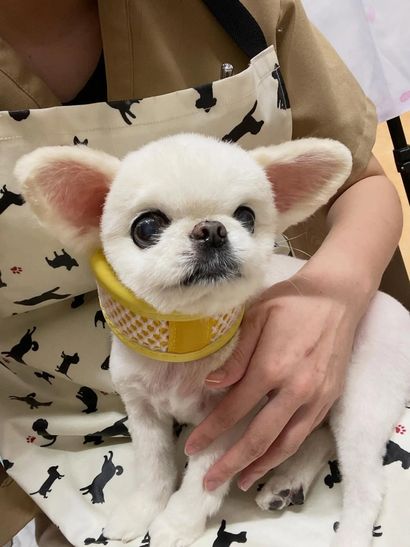 🍃3/3のトリミング🍃ミックス犬🐶｜名東区・千種区・守山区の...