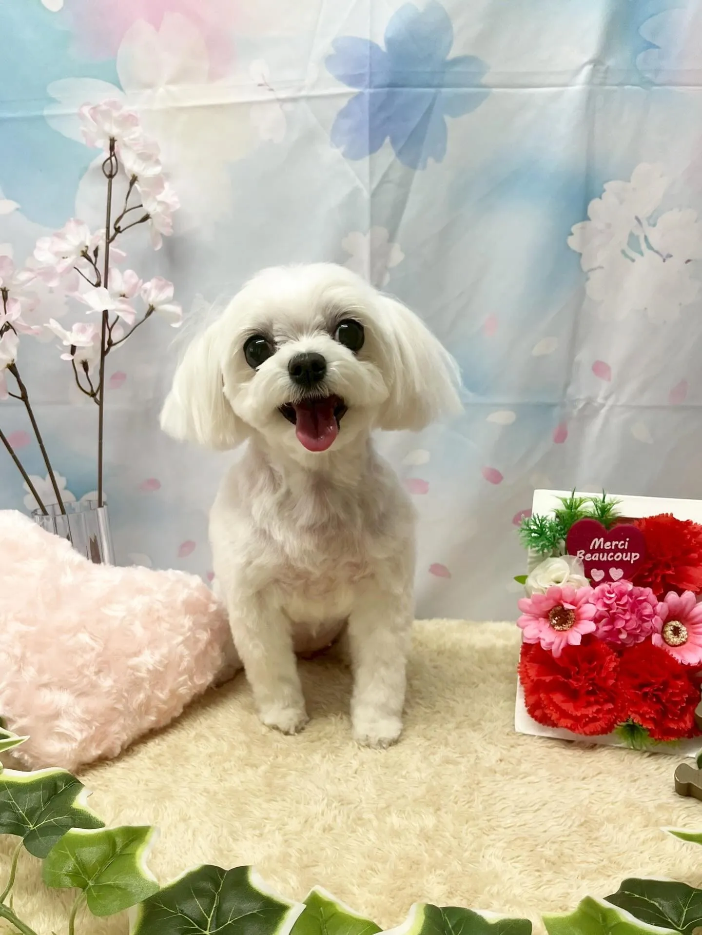 🍃3/3のトリミング🍃マルチーズ🐶｜名東区・千種区・守山区の...