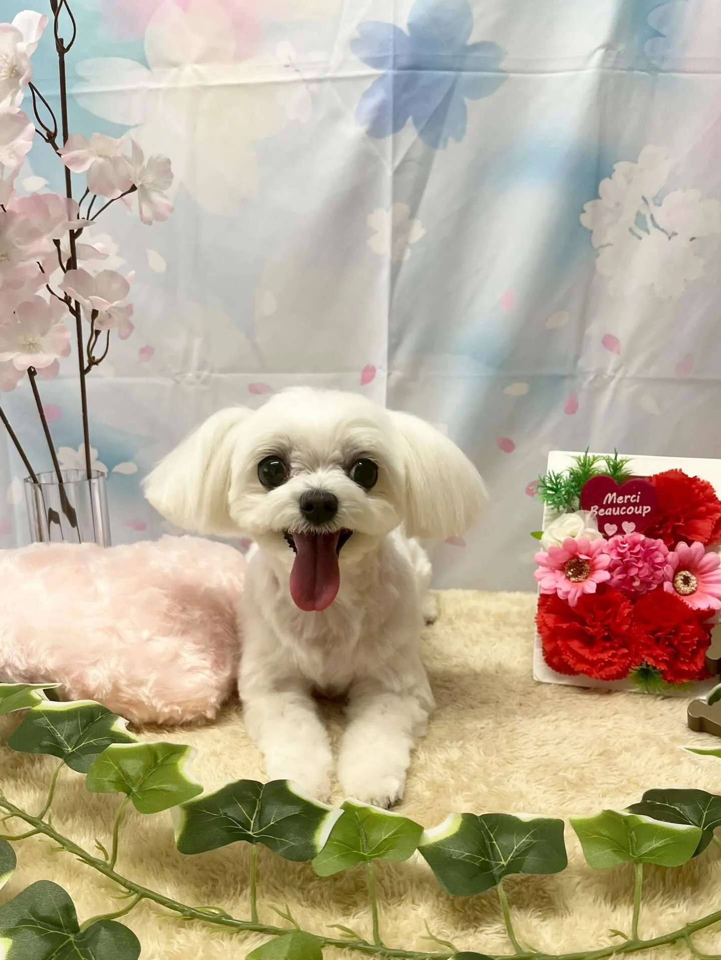 🍃3/3のトリミング🍃マルチーズ🐶｜名東区・千種区・守山区の...