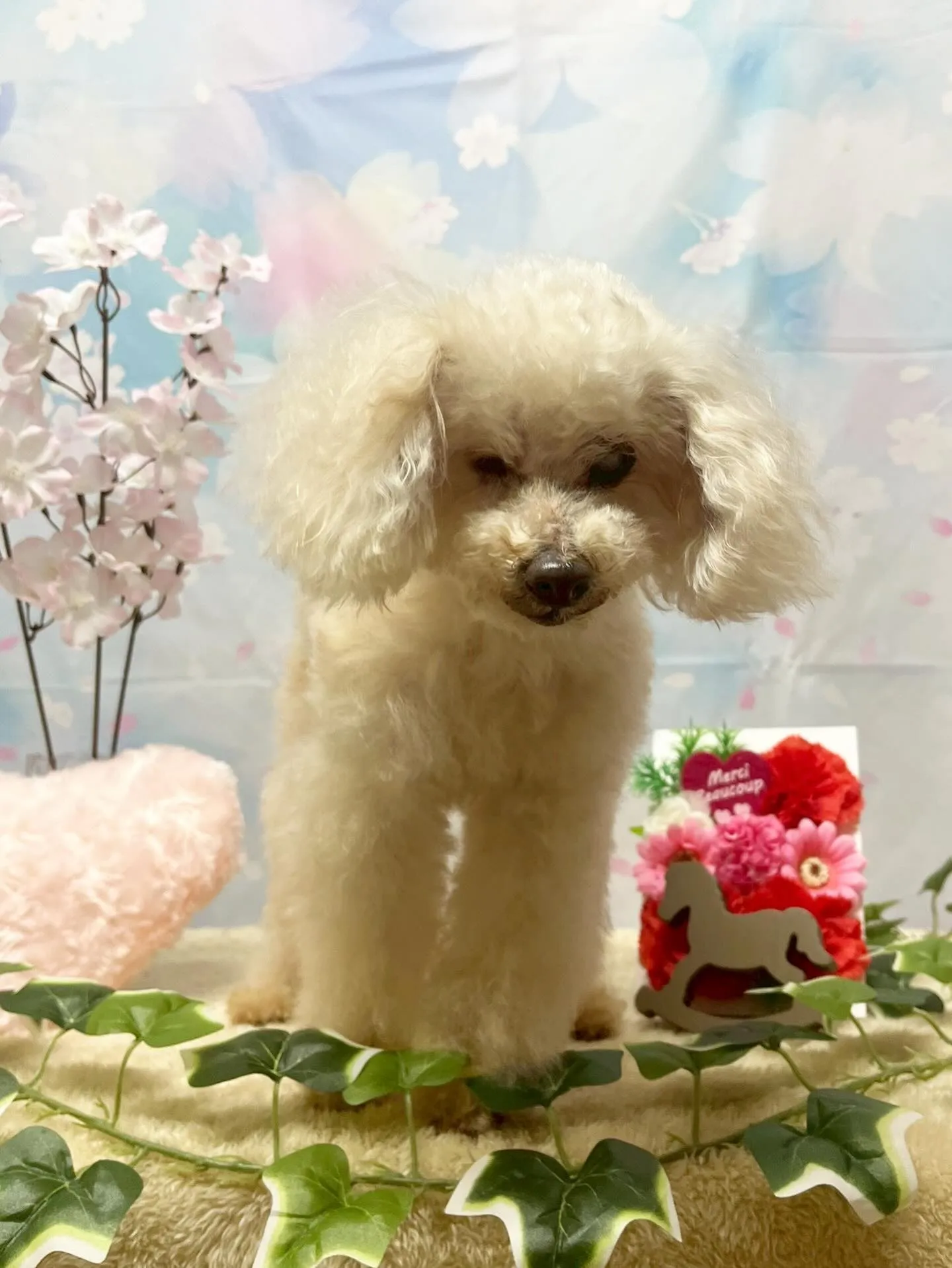 🍃3/3のトリミング🍃プードル🐶｜名東区・千種区・守山区の動...