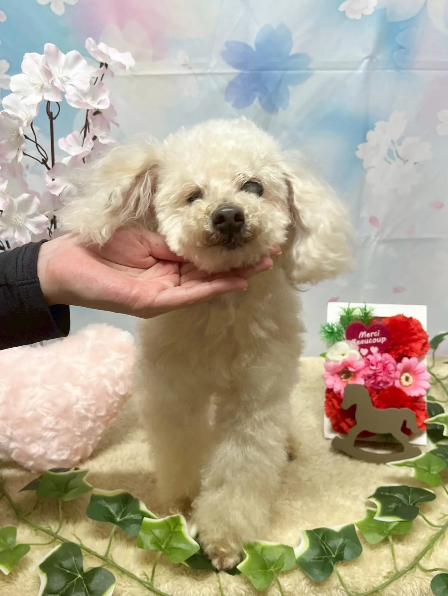 🍃3/3のトリミング🍃プードル🐶｜名東区・千種区・守山区の動...