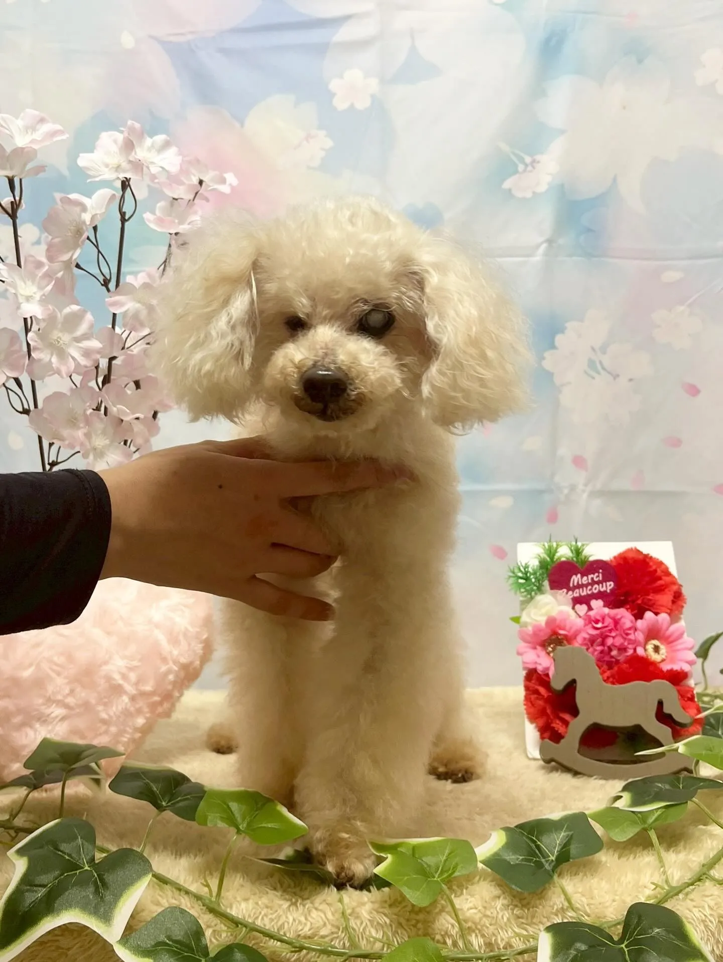 🍃3/3のトリミング🍃プードル🐶｜名東区・千種区・守山区の動...