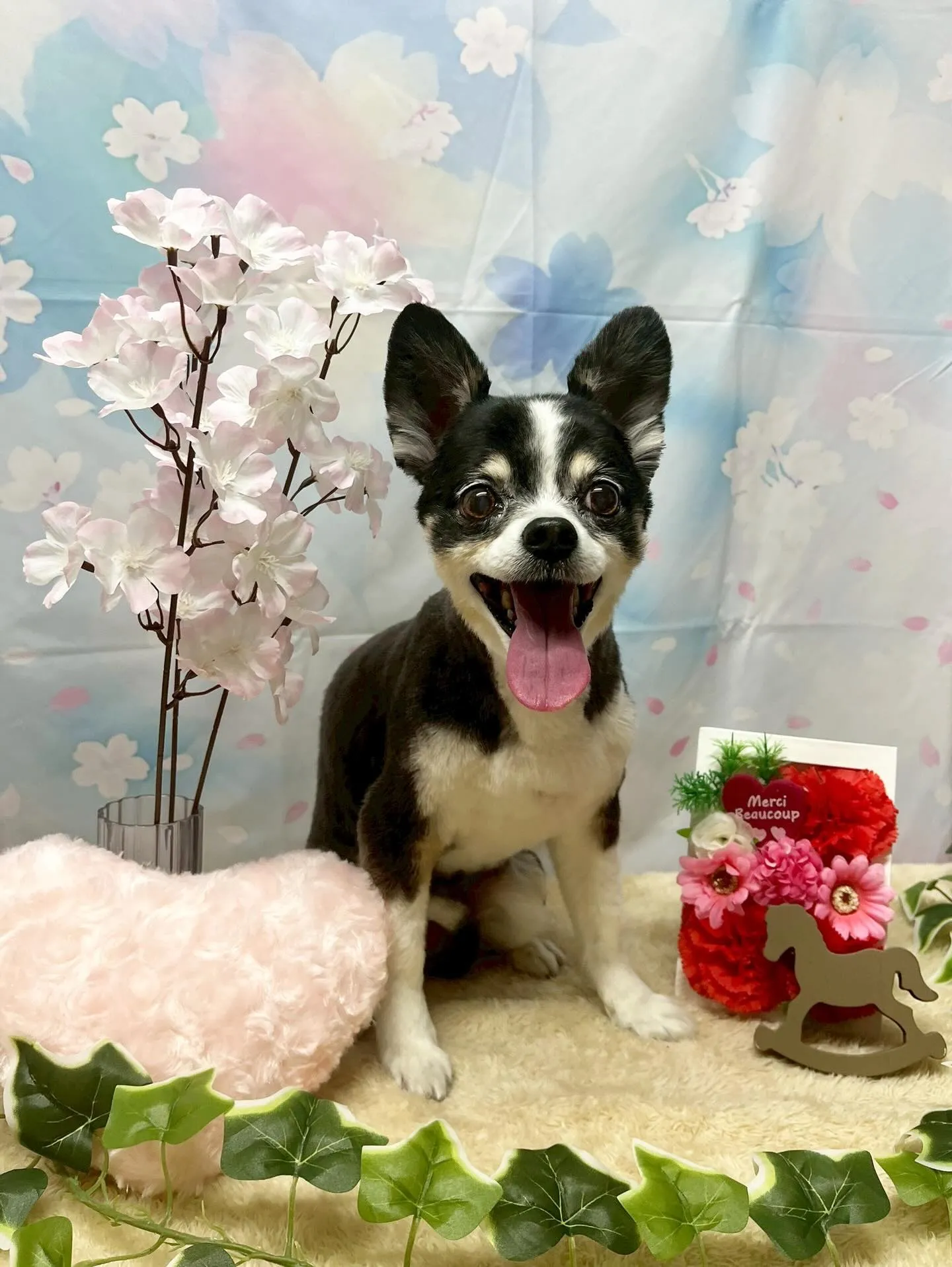 🍃3/3のトリミング🍃ミックス犬🐶｜名東区・千種区・守山区の...