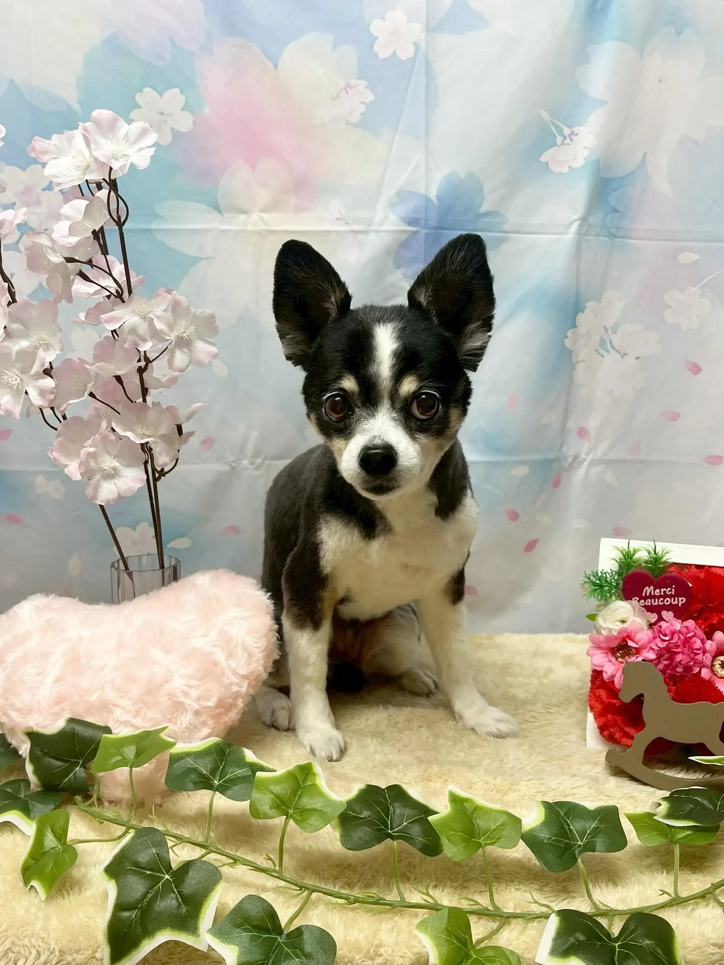 🍃3/3のトリミング🍃ミックス犬🐶｜名東区・千種区・守山区の...