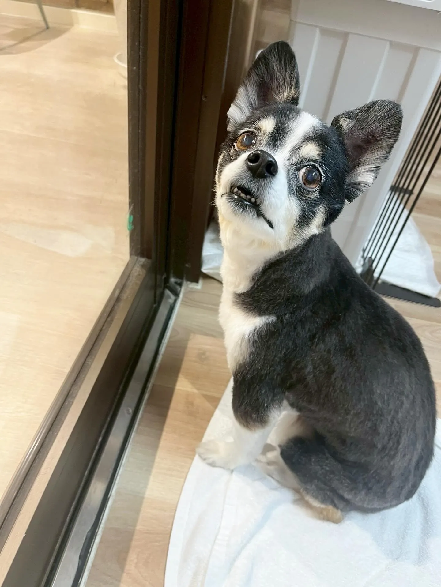 🍃3/3のトリミング🍃ミックス犬🐶｜名東区・千種区・守山区の...