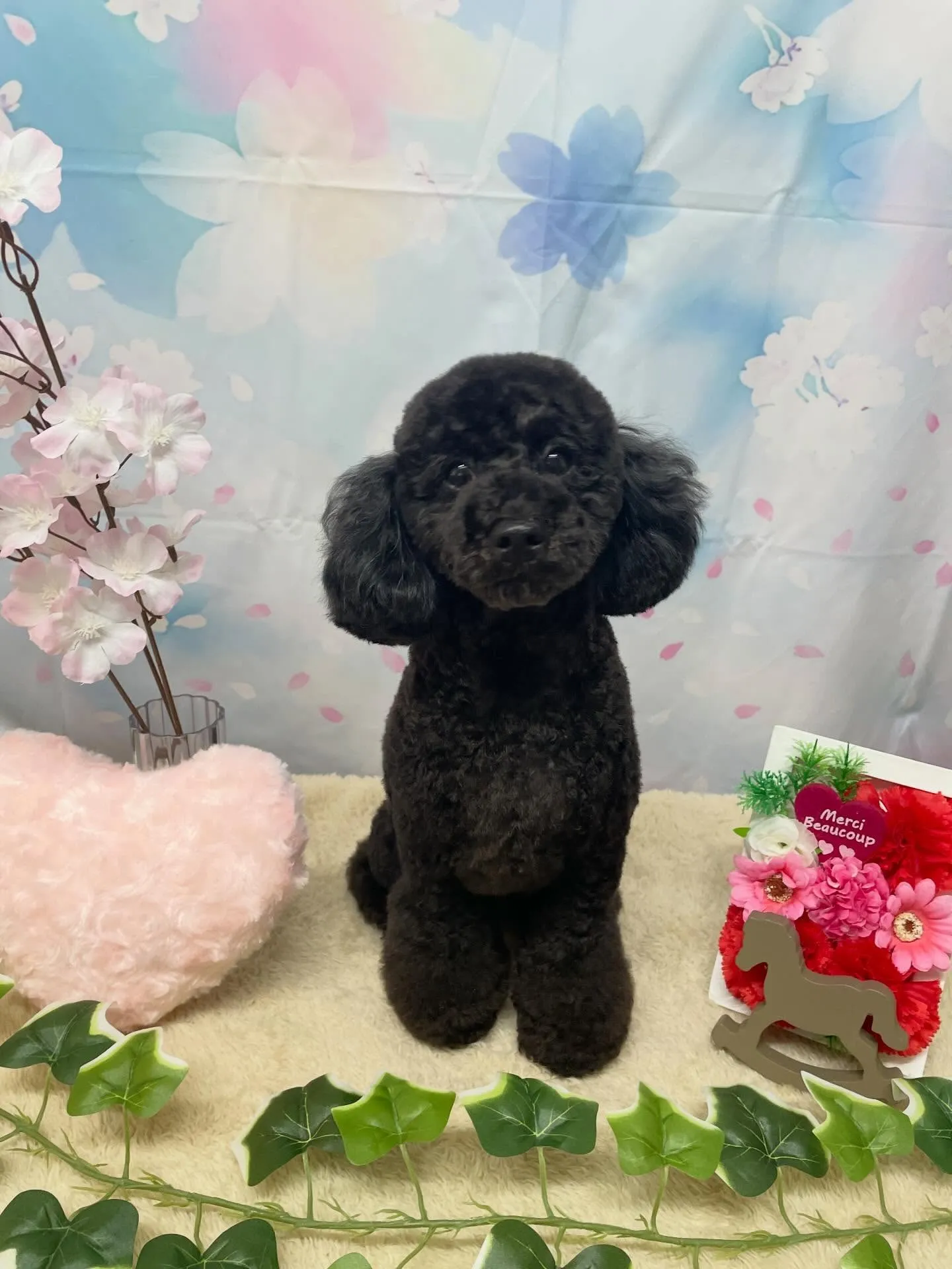 🍃3/4のトリミング🍃プードル🐶｜名東区・千種区・守山区の動...