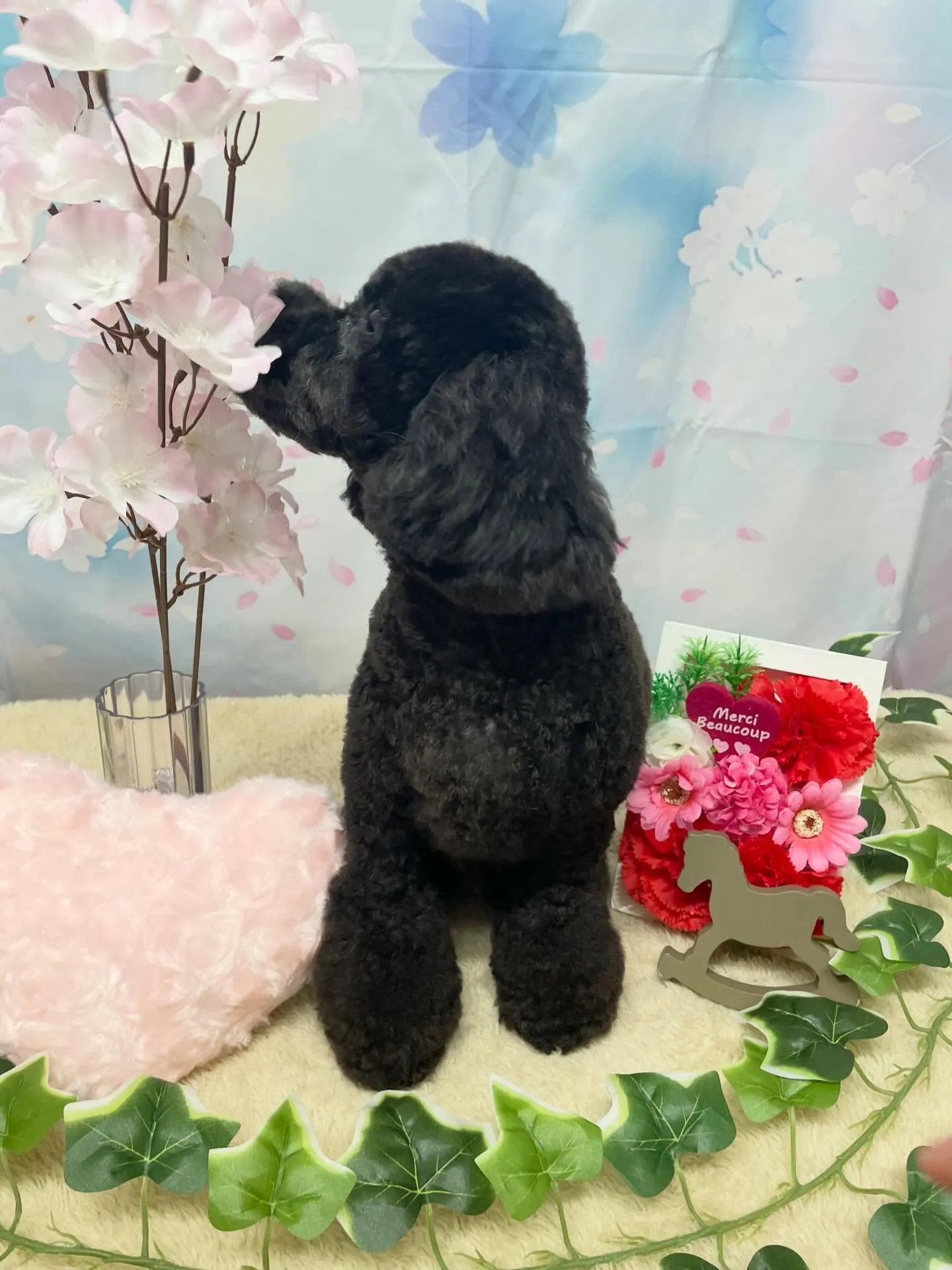 🍃3/4のトリミング🍃プードル🐶｜名東区・千種区・守山区の動...