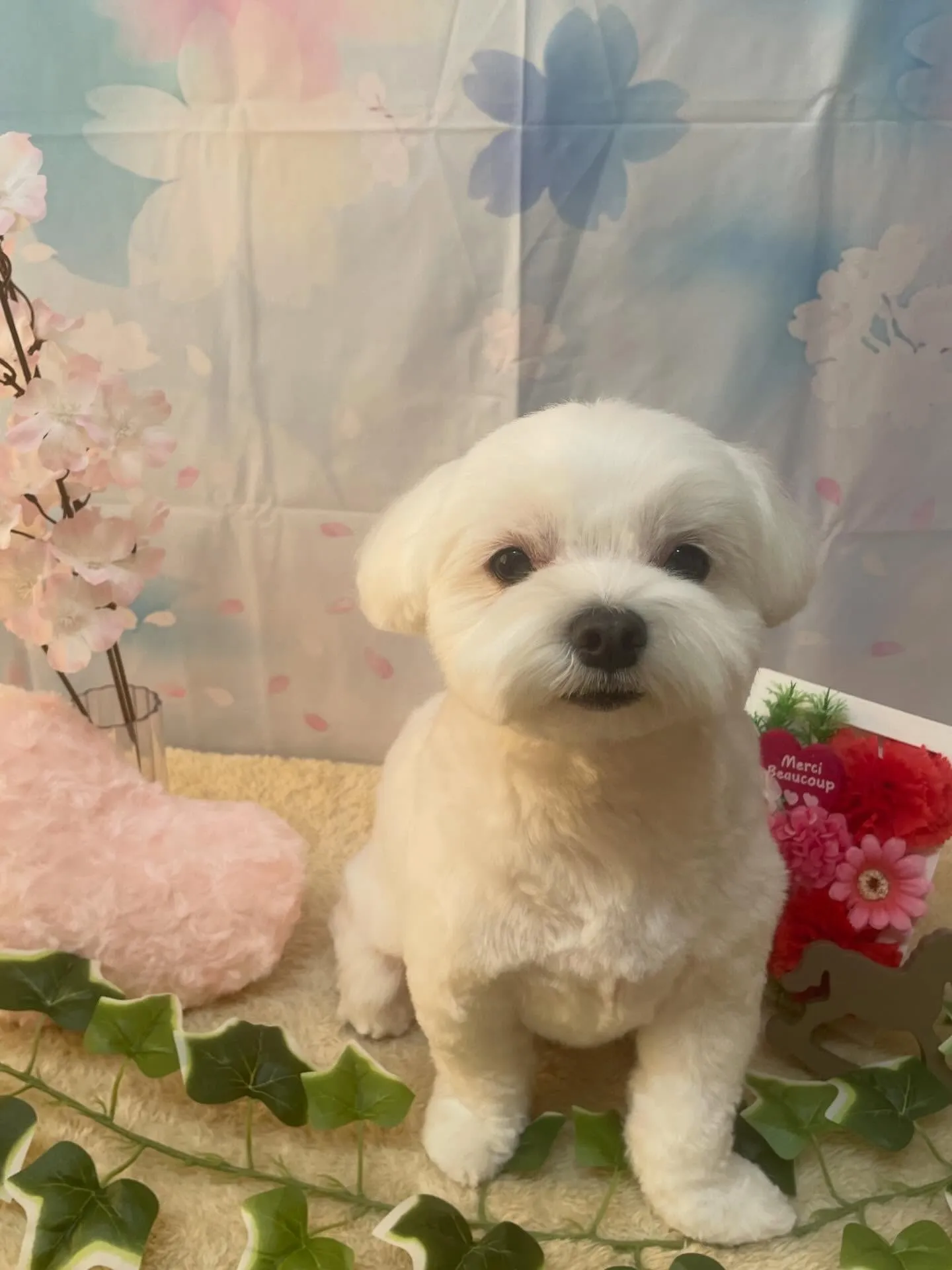 🍃3/4のトリミング🍃マルチーズ🐶｜名東区・千種区・守山区の...