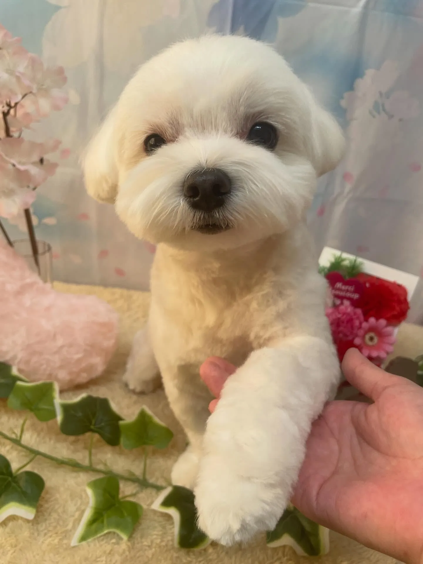 🍃3/4のトリミング🍃マルチーズ🐶｜名東区・千種区・守山区の...