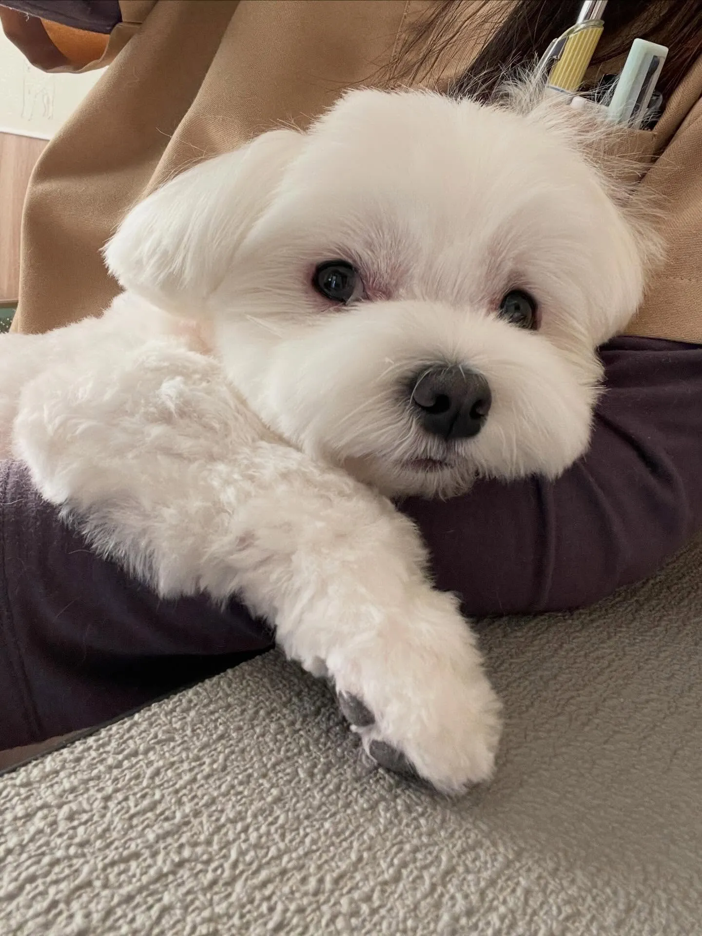 🍃3/4のトリミング🍃マルチーズ🐶｜名東区・千種区・守山区の...