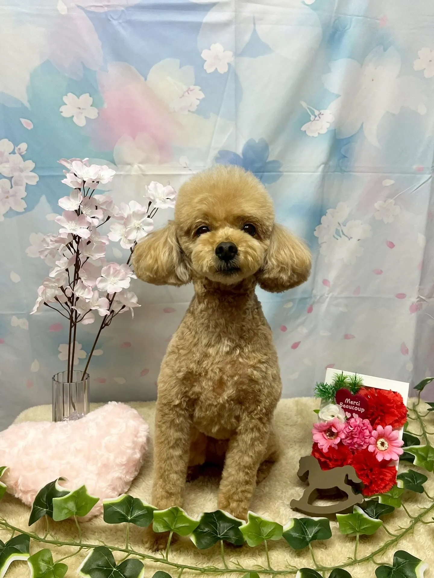 🍃3/4のトリミング🍃プードル🐶｜名東区・千種区・守山区の動...