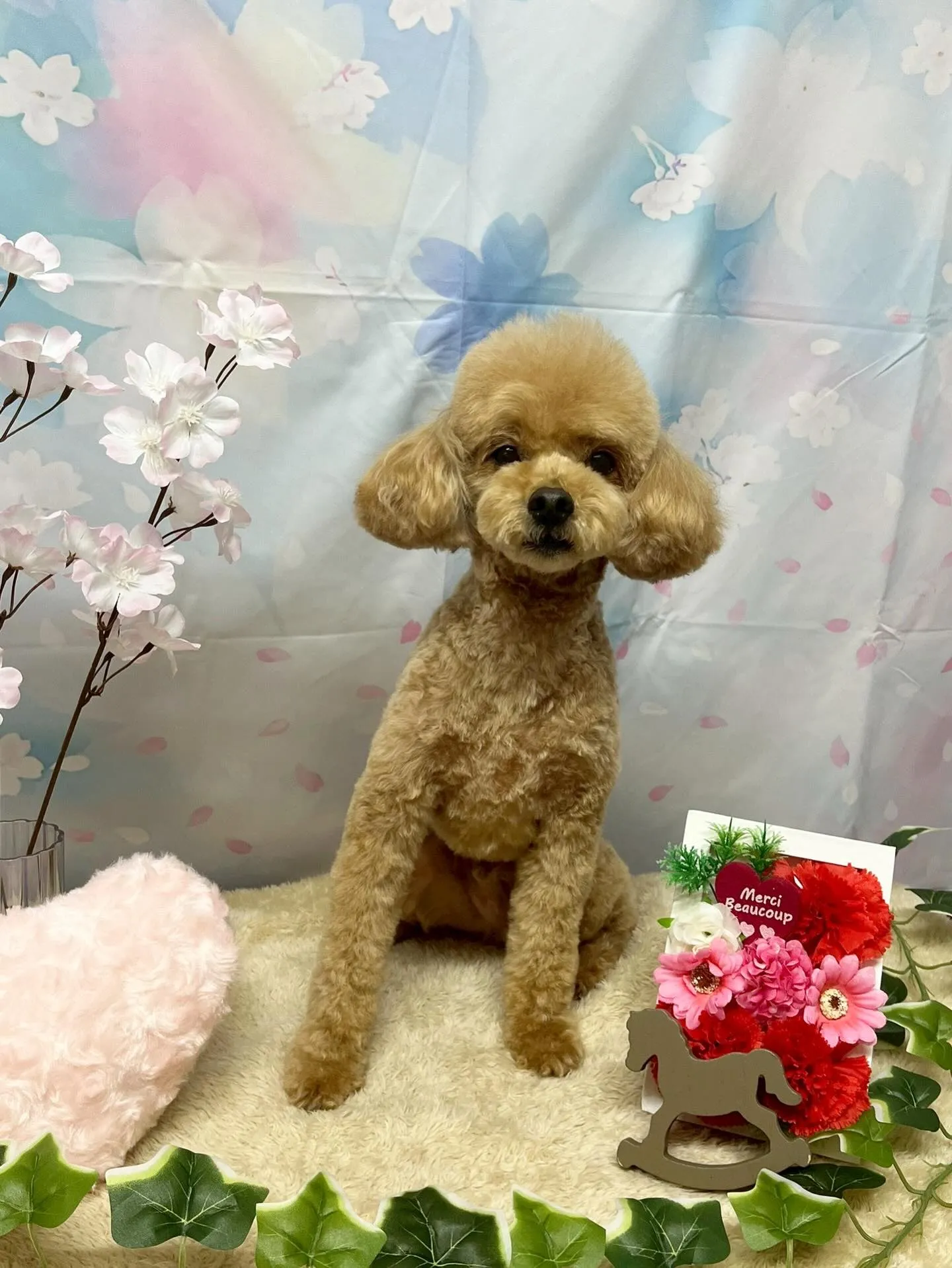 🍃3/4のトリミング🍃プードル🐶｜名東区・千種区・守山区の動...