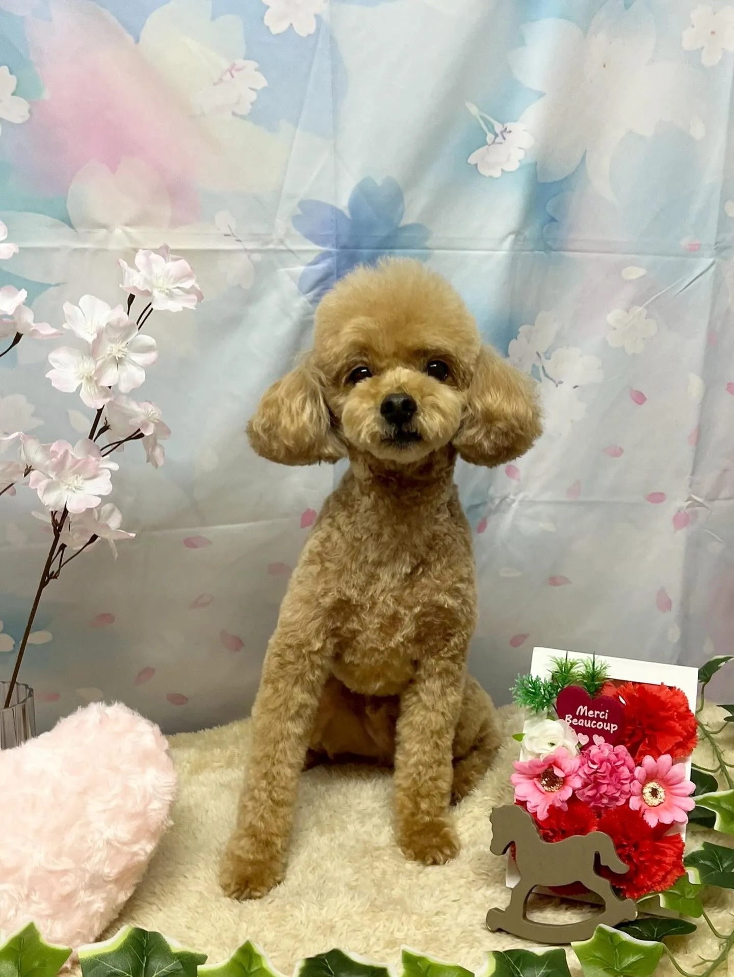 🍃3/4のトリミング🍃プードル🐶｜名東区・千種区・守山区の動...