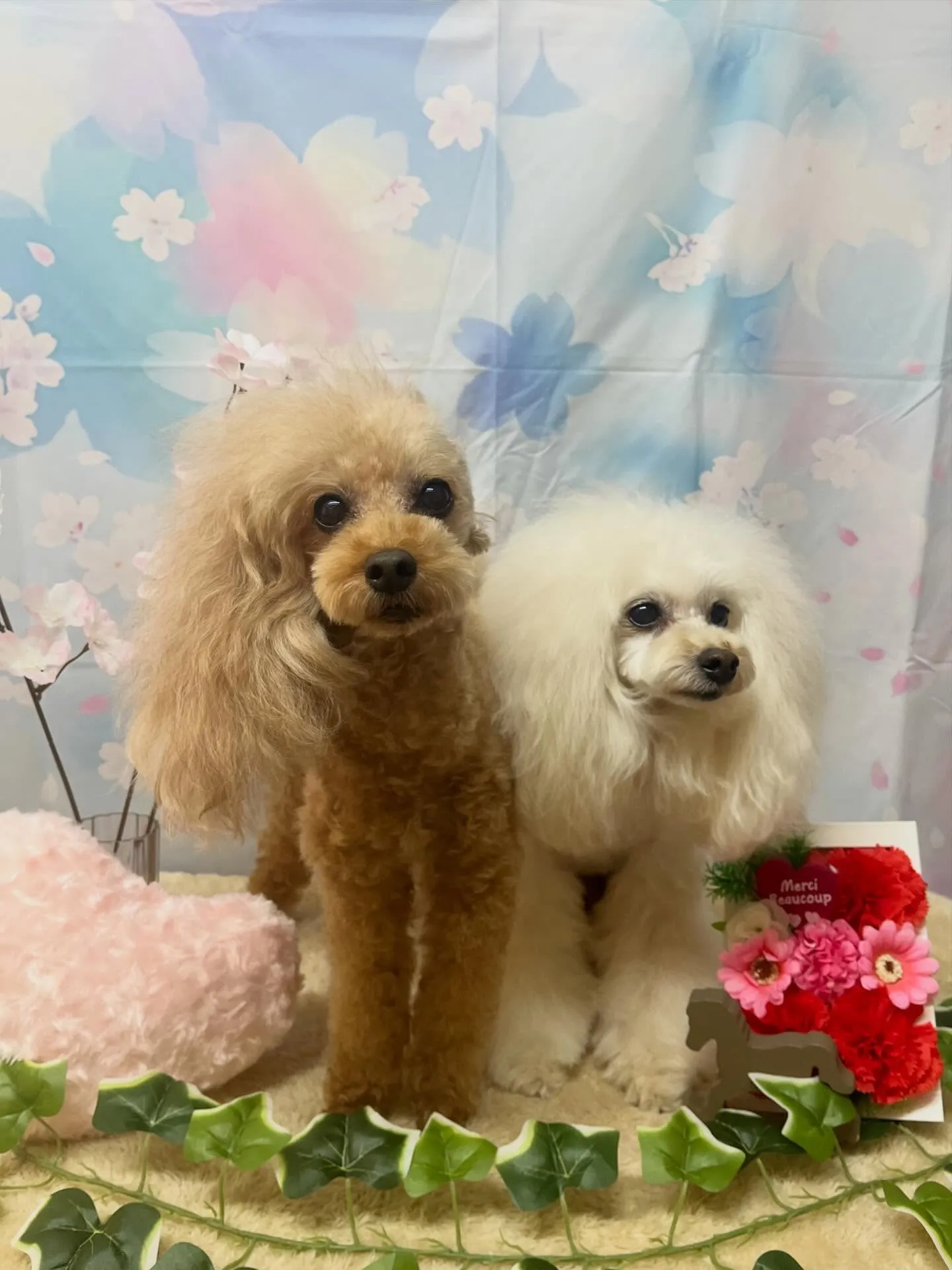 🍃3/8のトリミング🍃プードル🐶｜名東区・千種区・守山区の動...