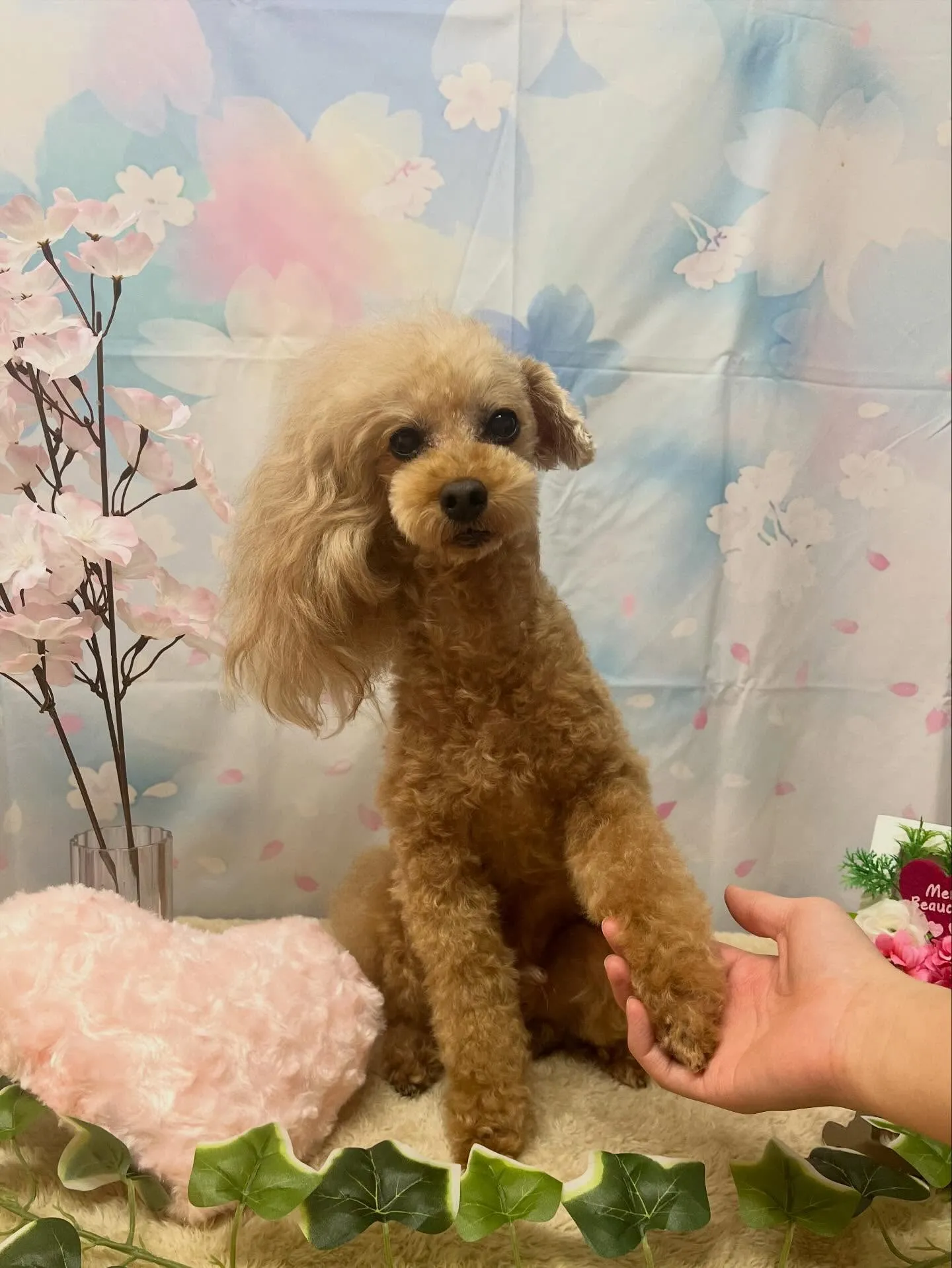 🍃3/8のトリミング🍃プードル🐶｜名東区・千種区・守山区の動...