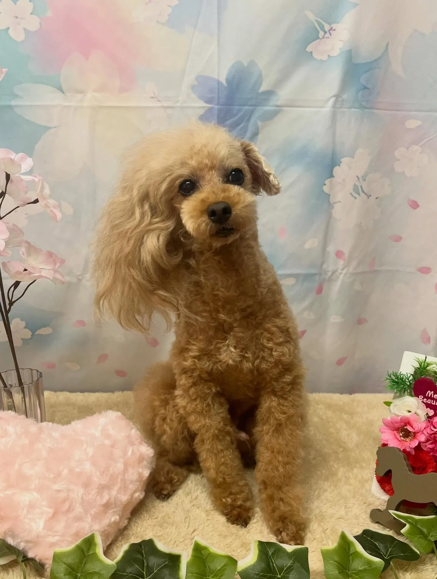 🍃3/8のトリミング🍃プードル🐶｜名東区・千種区・守山区の動...