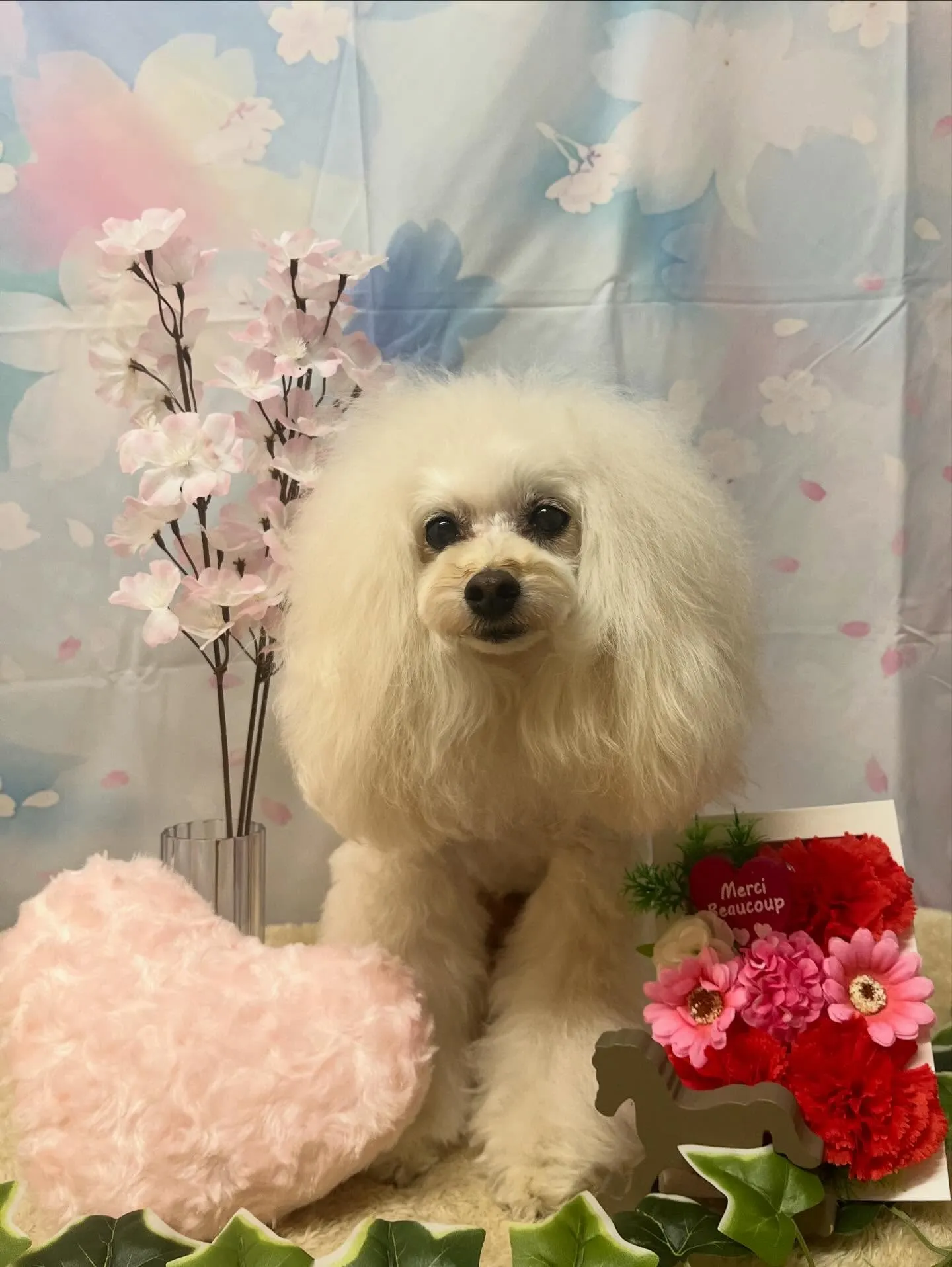 🍃3/8のトリミング🍃プードル🐶｜名東区・千種区・守山区の動...