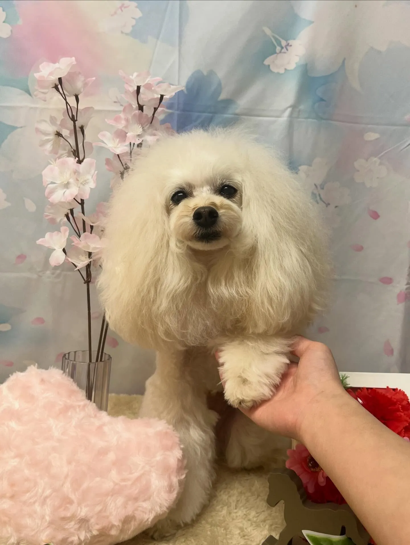 🍃3/8のトリミング🍃プードル🐶｜名東区・千種区・守山区の動...