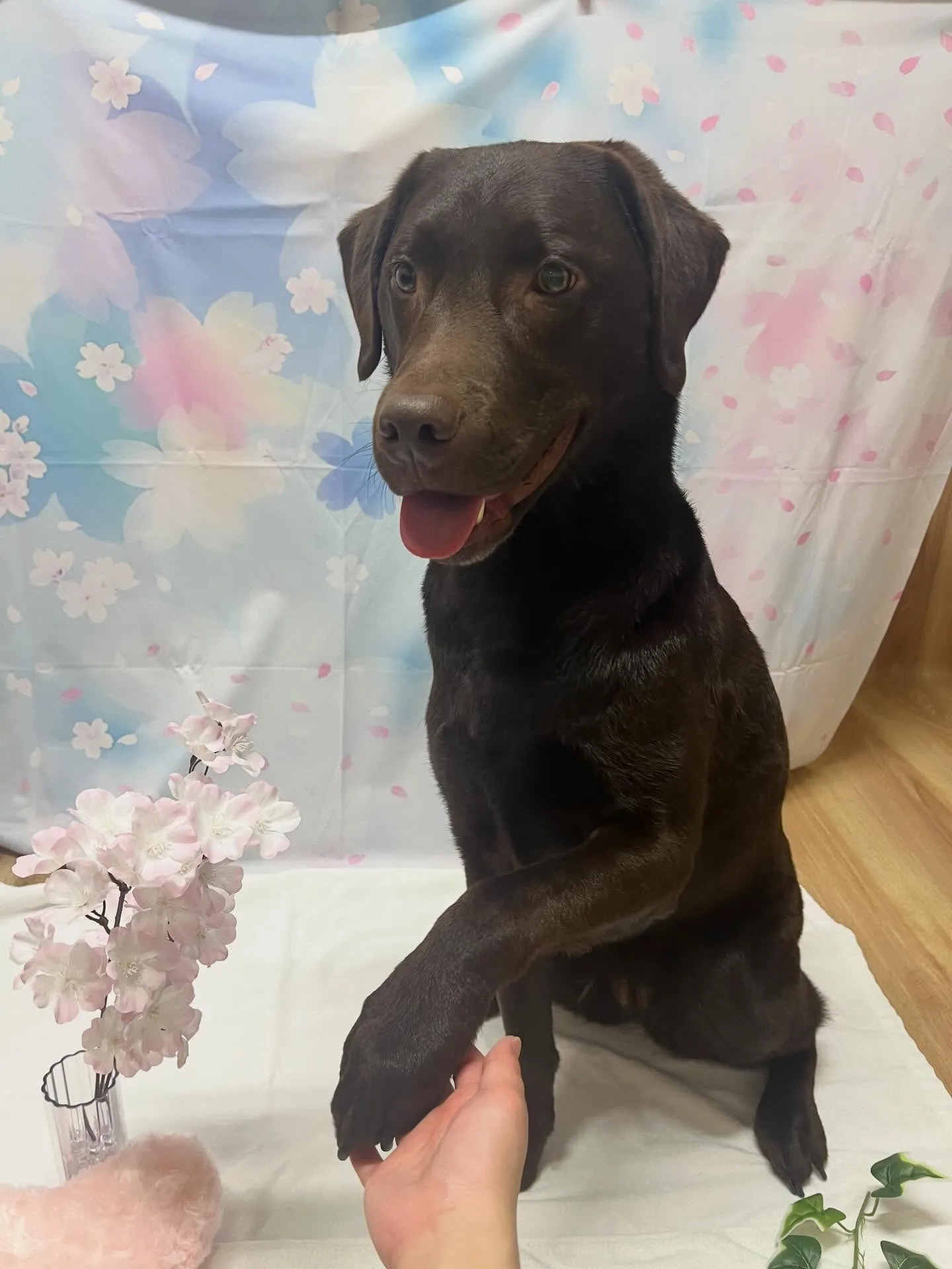 🍃3/6のトリミング🍃ラブラドールレトリバー🐶｜名東区・千種...