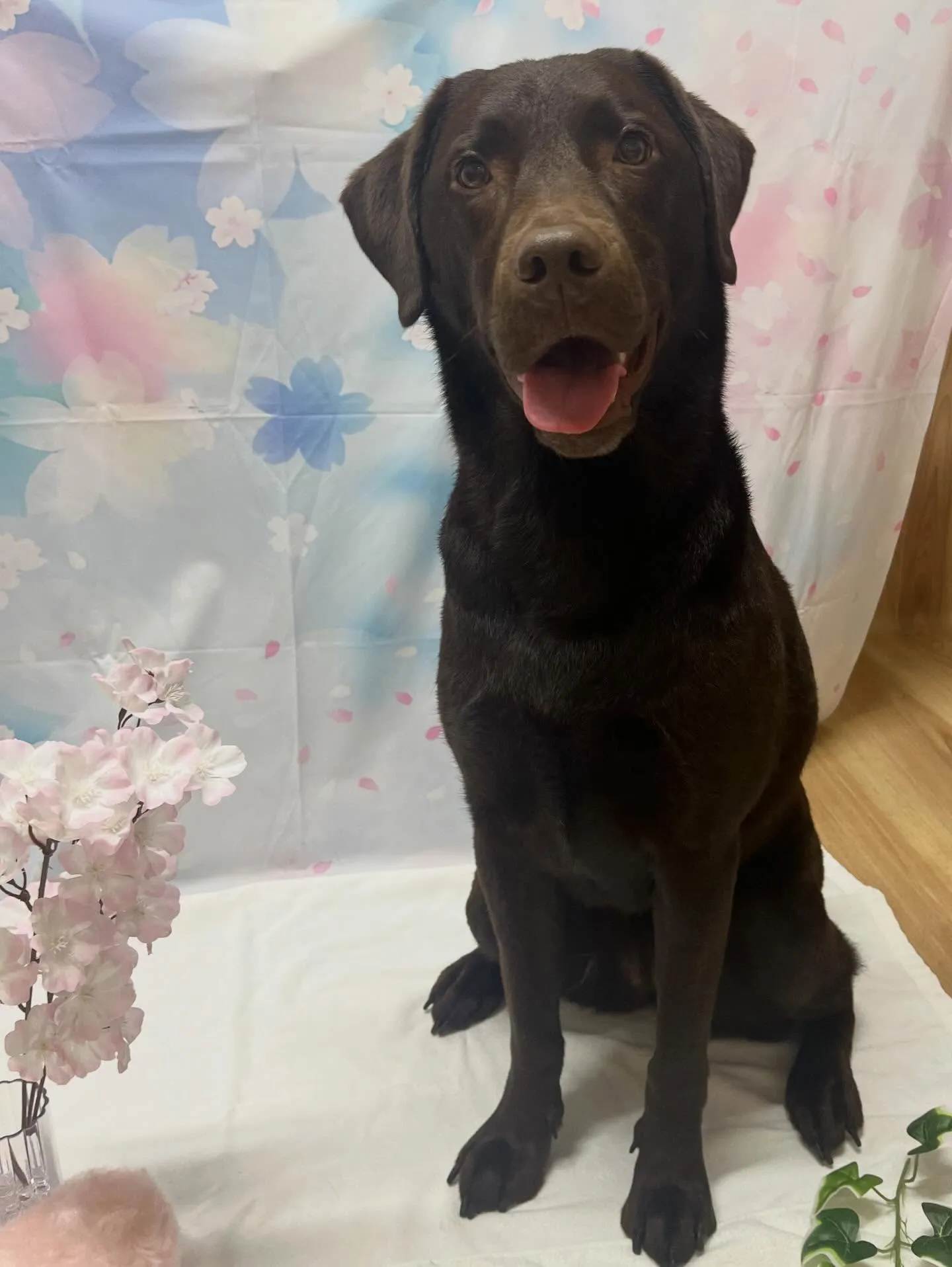 🍃3/6のトリミング🍃ラブラドールレトリバー🐶｜名東区・千種...