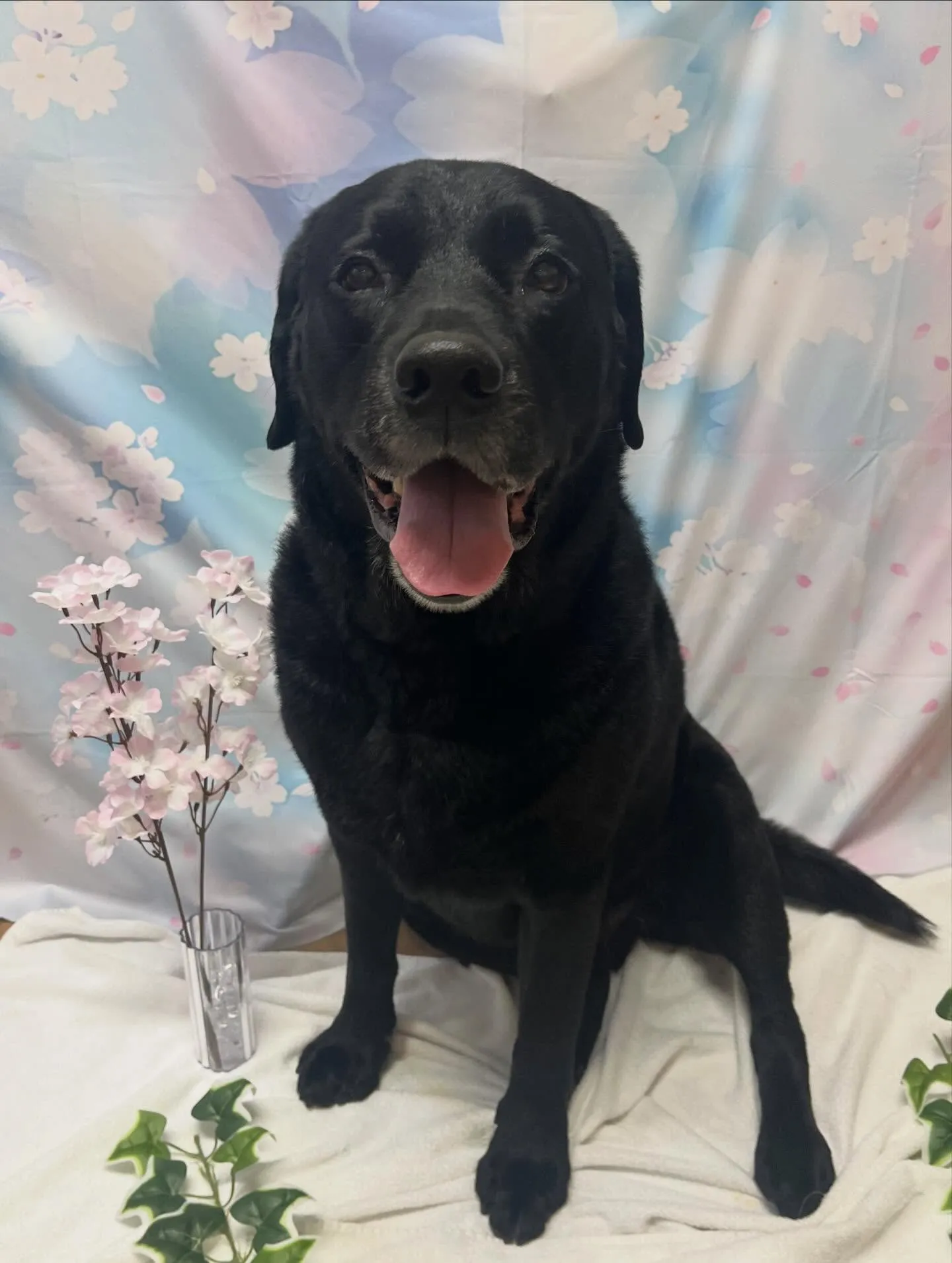 🍃3/6のトリミング🍃ラブラドールレトリバー🐶｜名東区・千種...