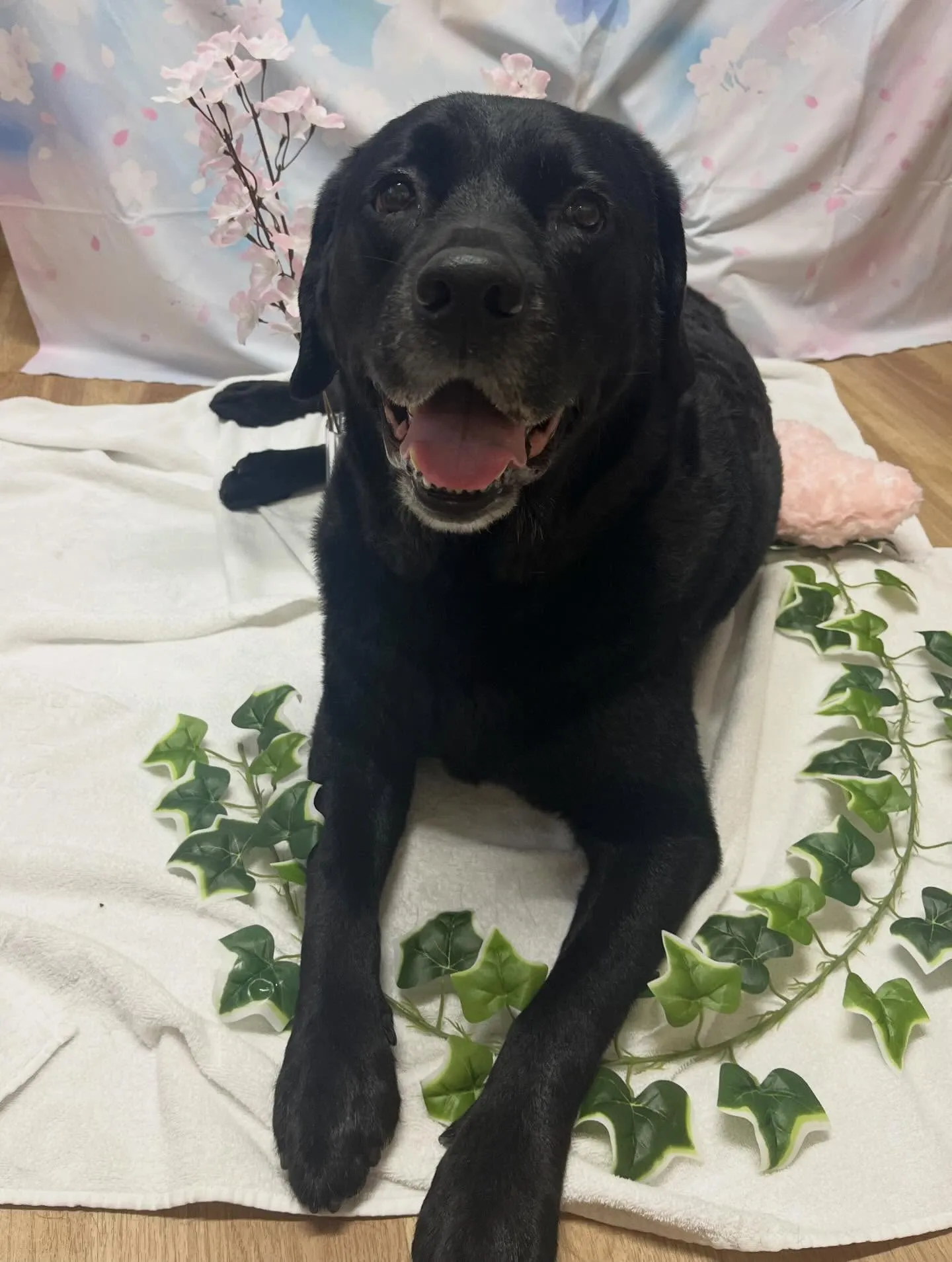 🍃3/6のトリミング🍃ラブラドールレトリバー🐶｜名東区・千種...