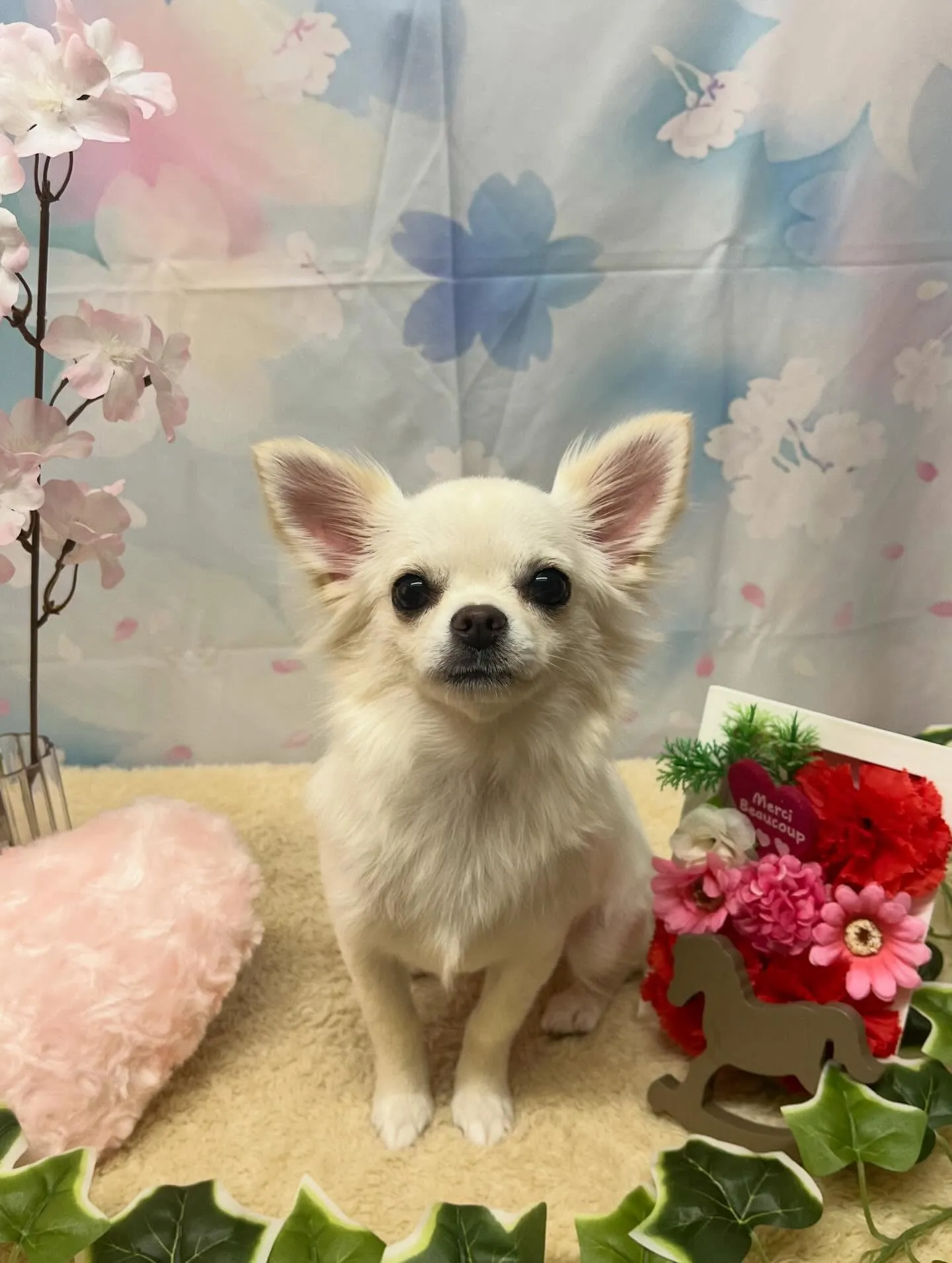 🍃3/7のトリミング🍃チワワ🐶｜名東区・千種区・守山区の動物...