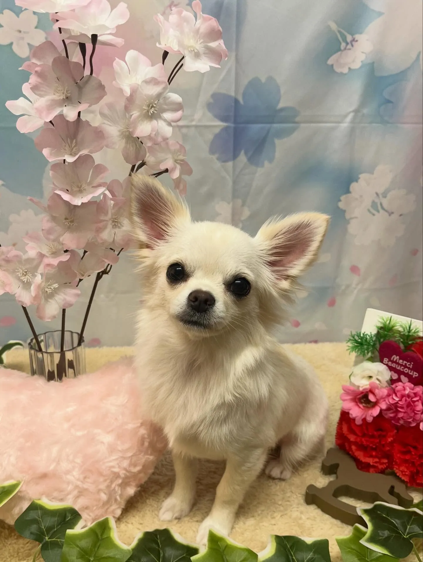 🍃3/7のトリミング🍃チワワ🐶｜名東区・千種区・守山区の動物...