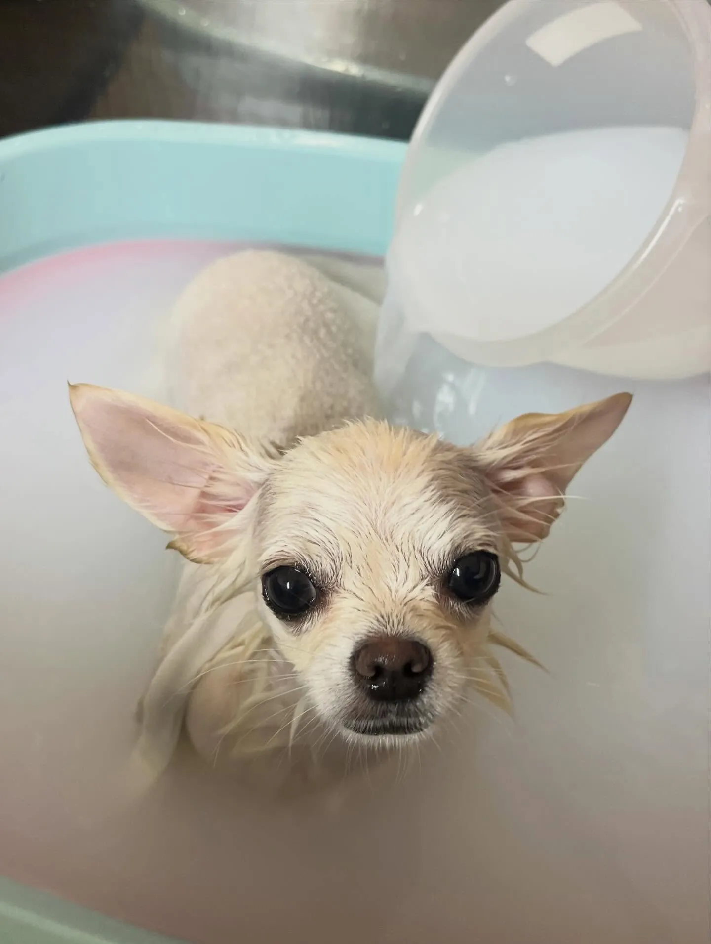 🍃3/7のトリミング🍃チワワ🐶｜名東区・千種区・守山区の動物...