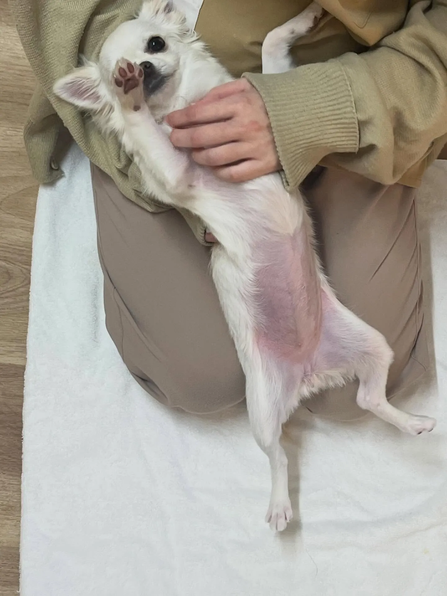 🍃3/7のトリミング🍃チワワ🐶｜名東区・千種区・守山区の動物...